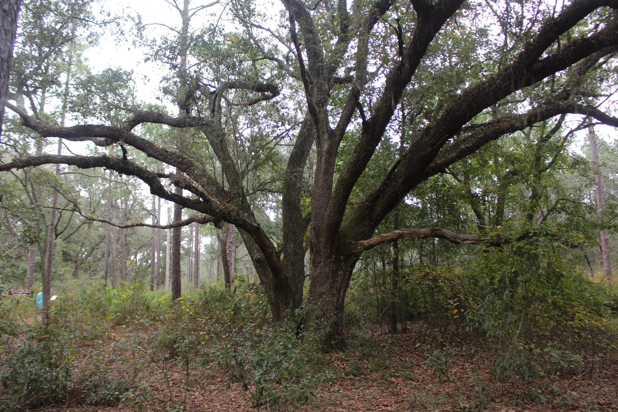 Reed Bingham State Park