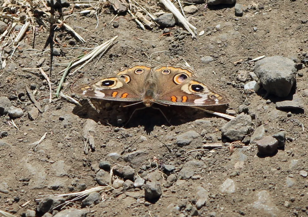 Sibley Volcanic Regional Preserve