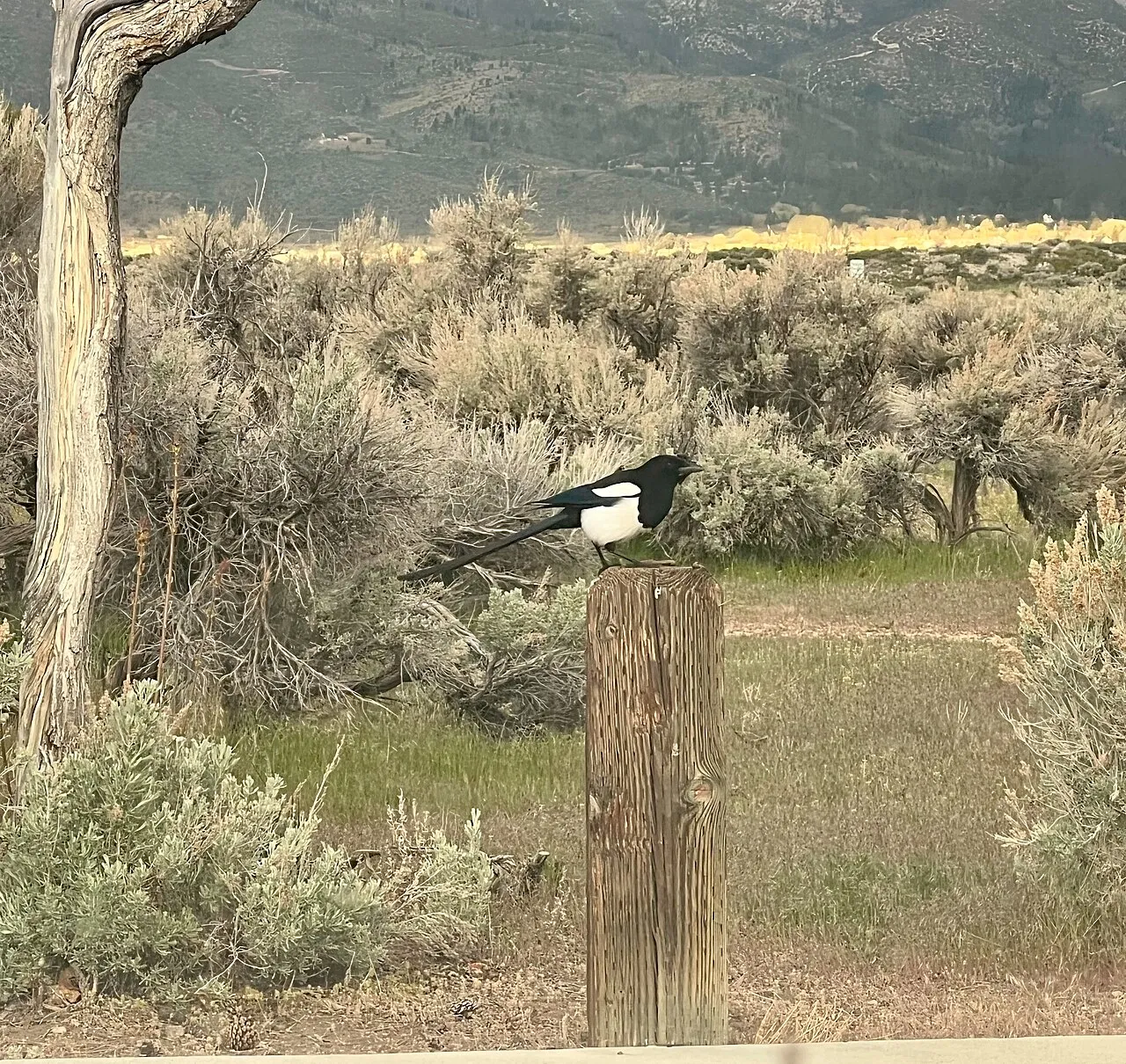 Washoe Lake Campground