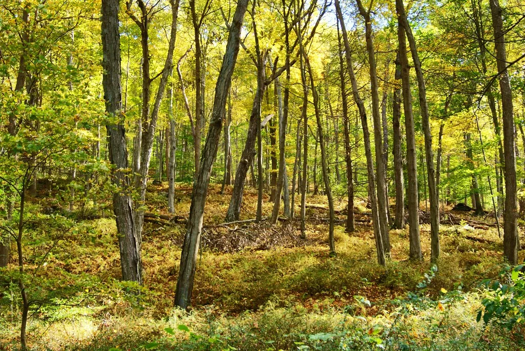 Worthington Campground