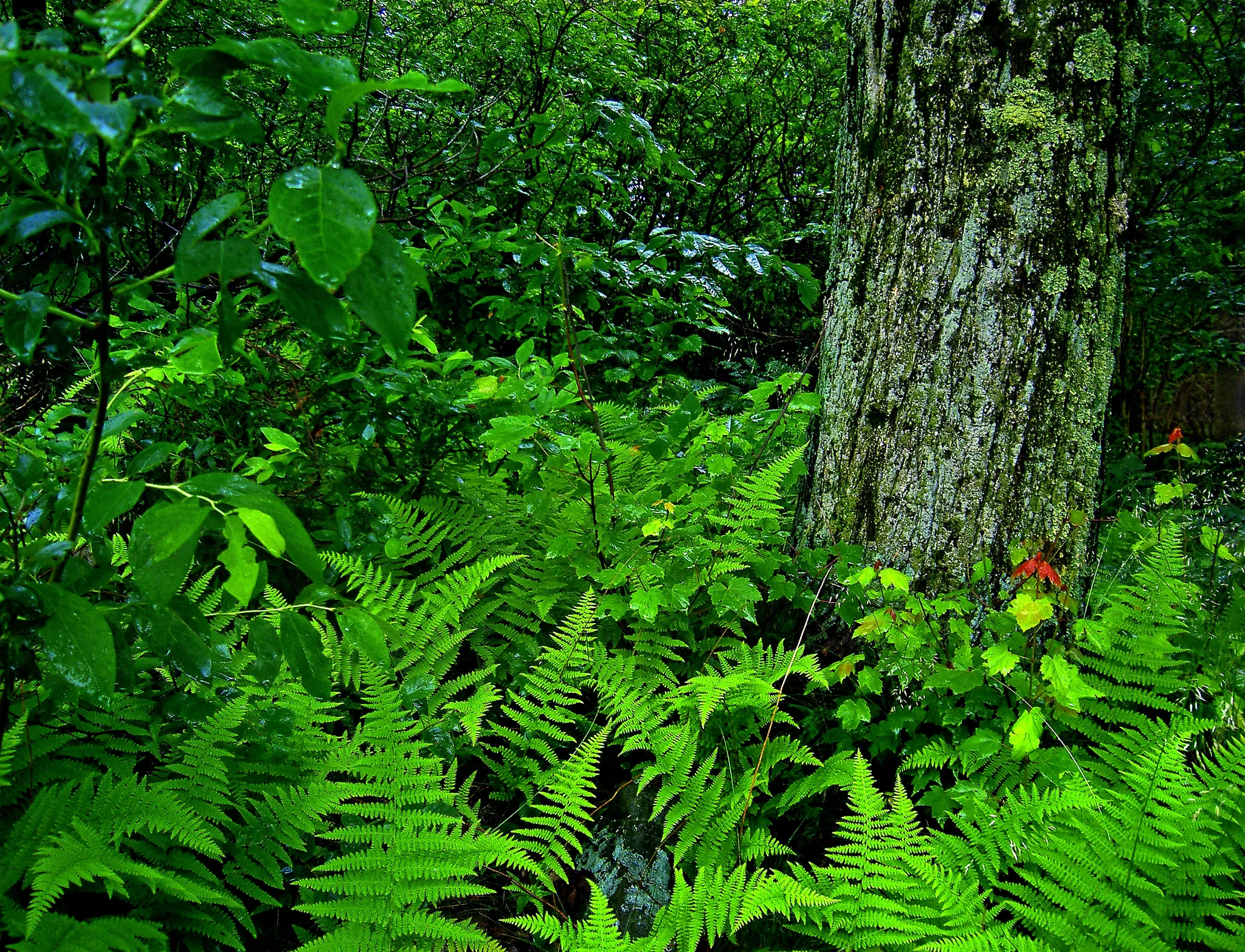 Tobyhanna State Park