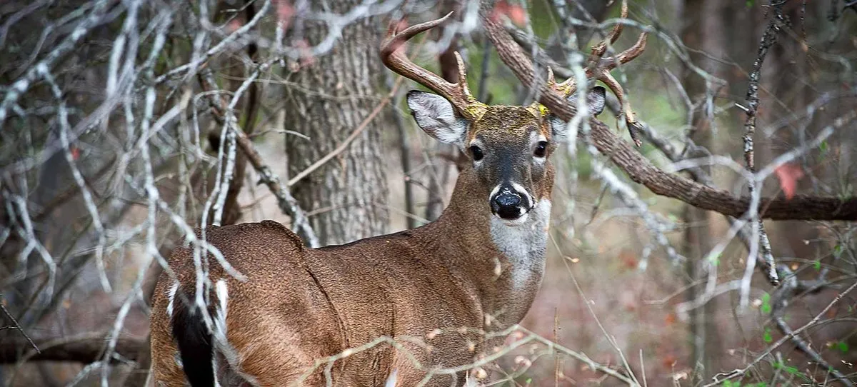 Mckinney Falls State Park