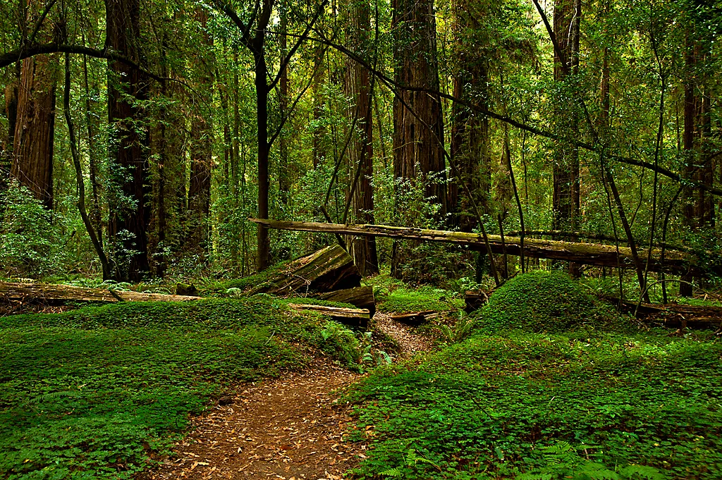 Azalea Campground