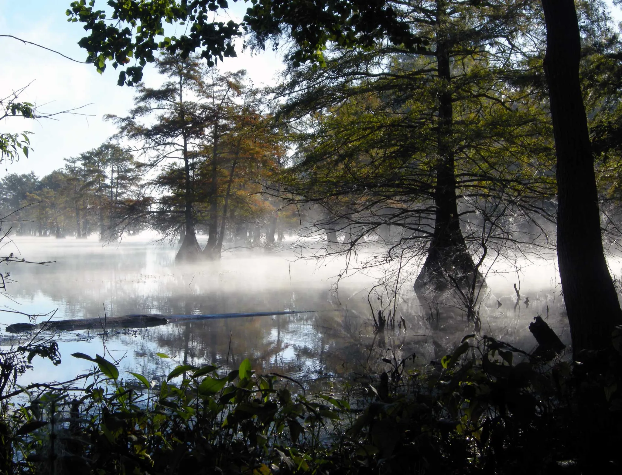 Martin Dies Jr. State Park