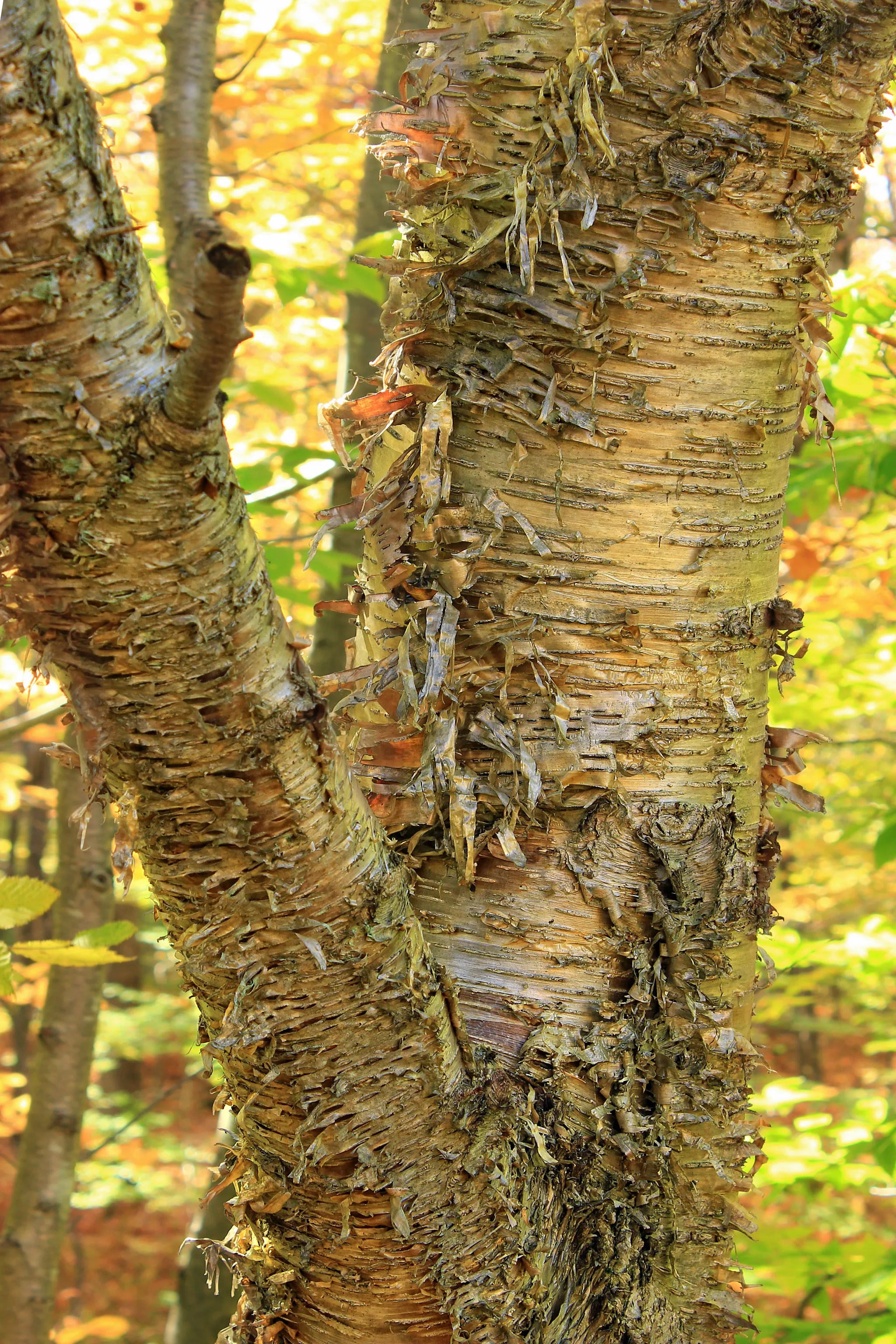 Gouldsboro State Park