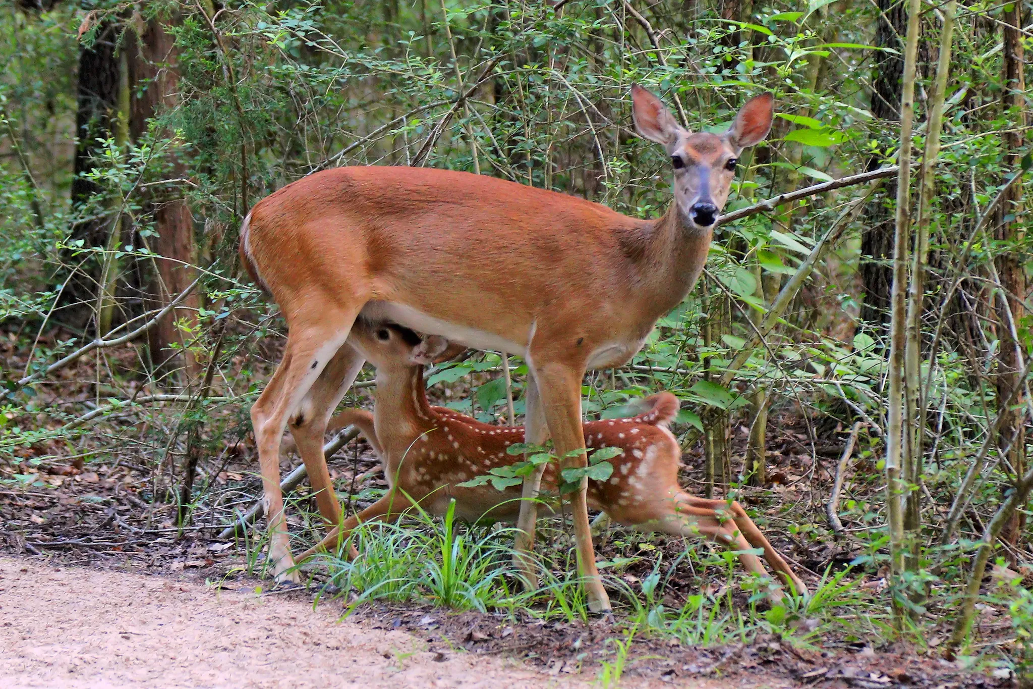 Purtis Creek State Park