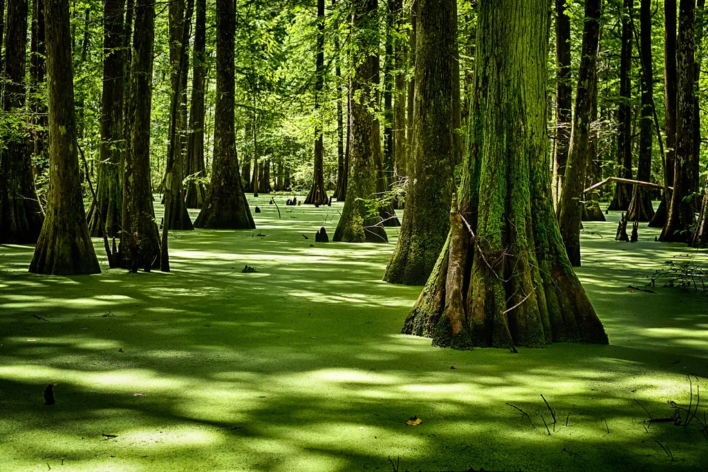 Lake Chicot Campground