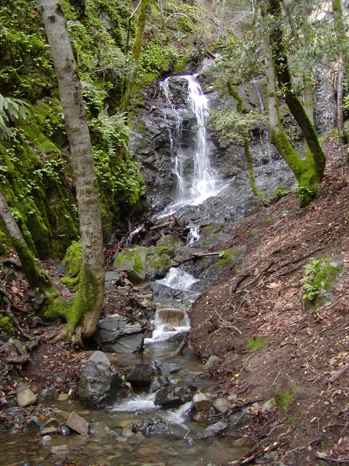 Uvas Canyon