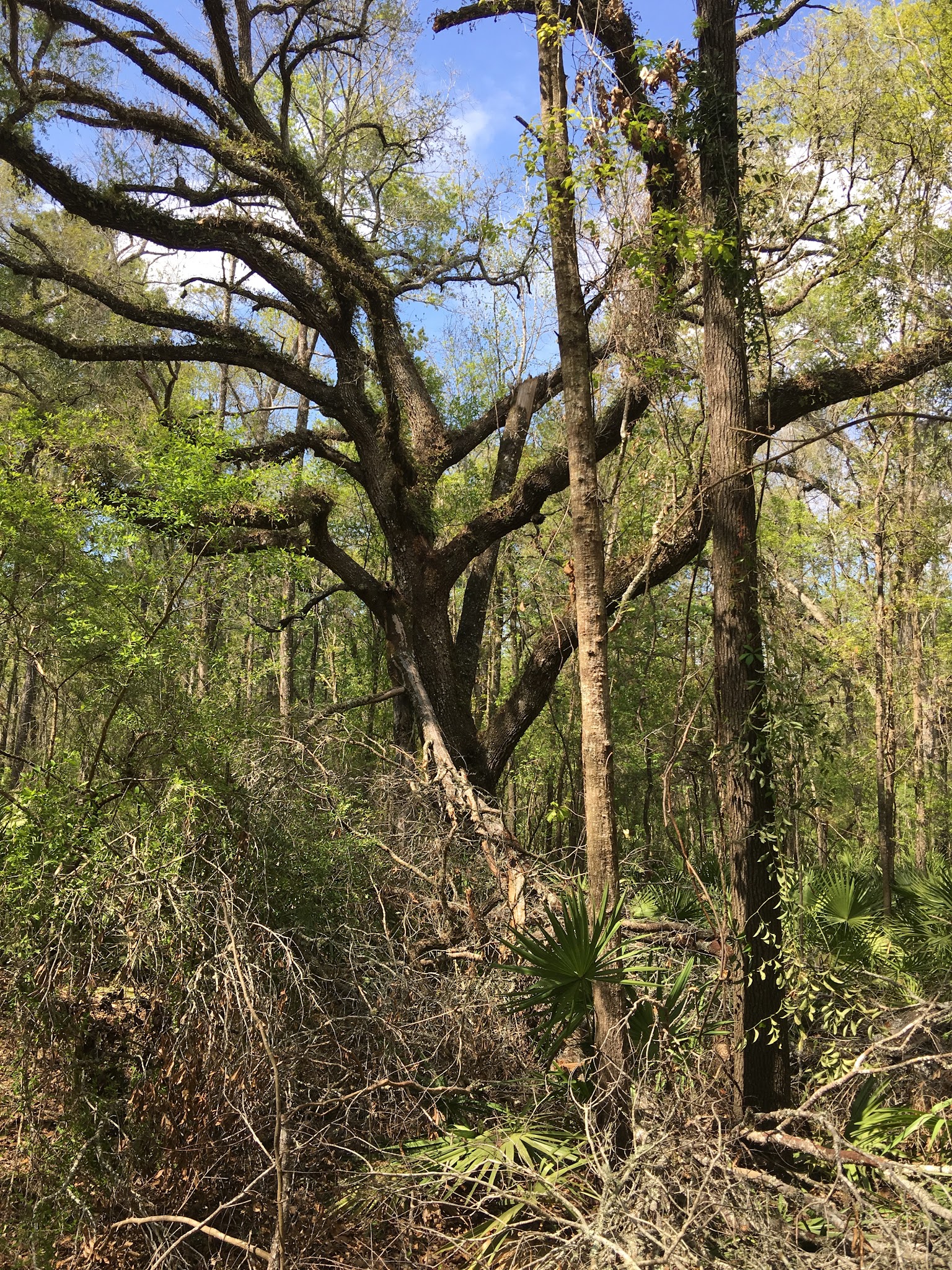 Adams Tract Campground