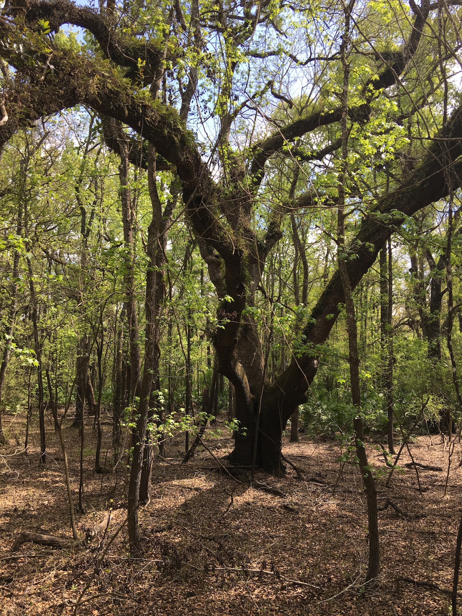 Adams Tract Campground