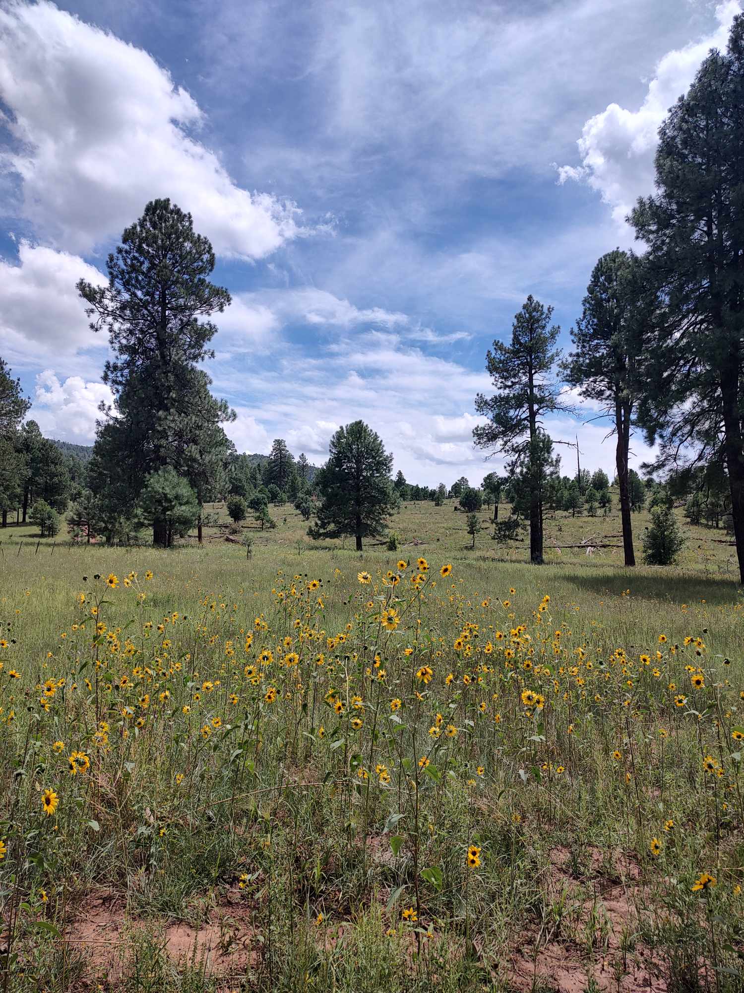 Airplane Flat Campground
