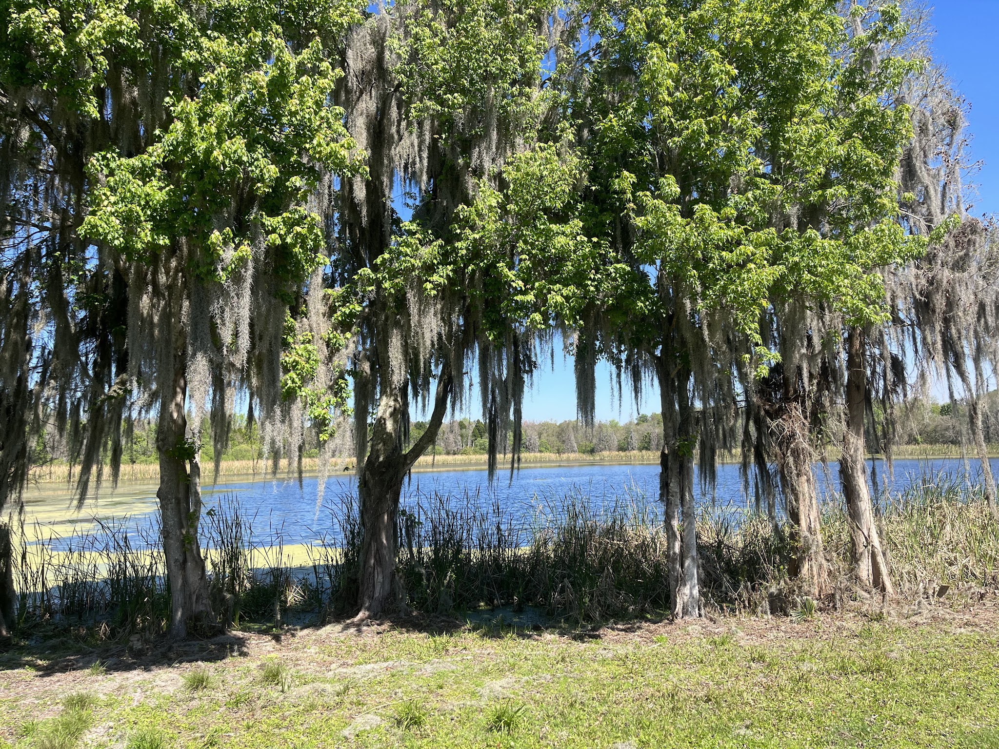 Alafia River State Park Campground