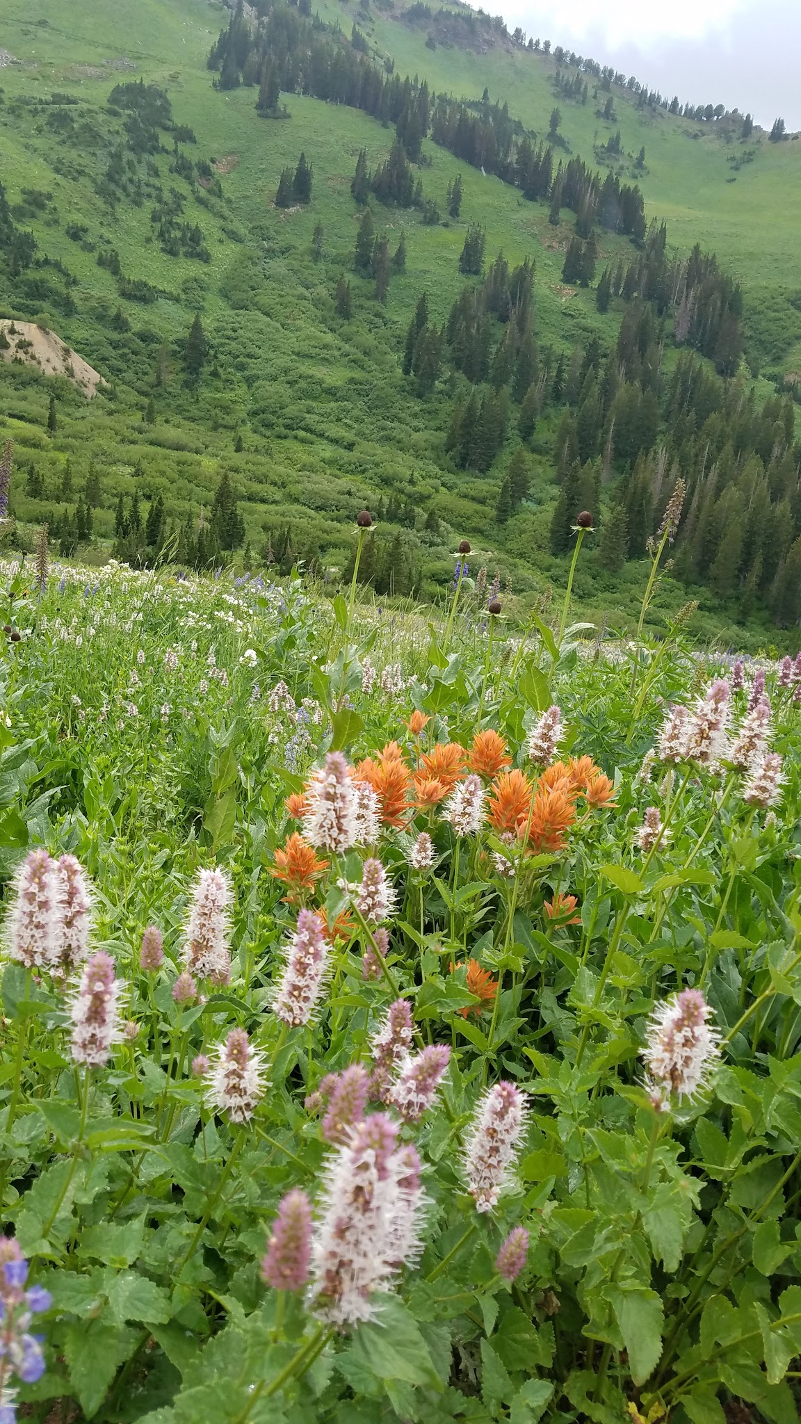 Albion Basin