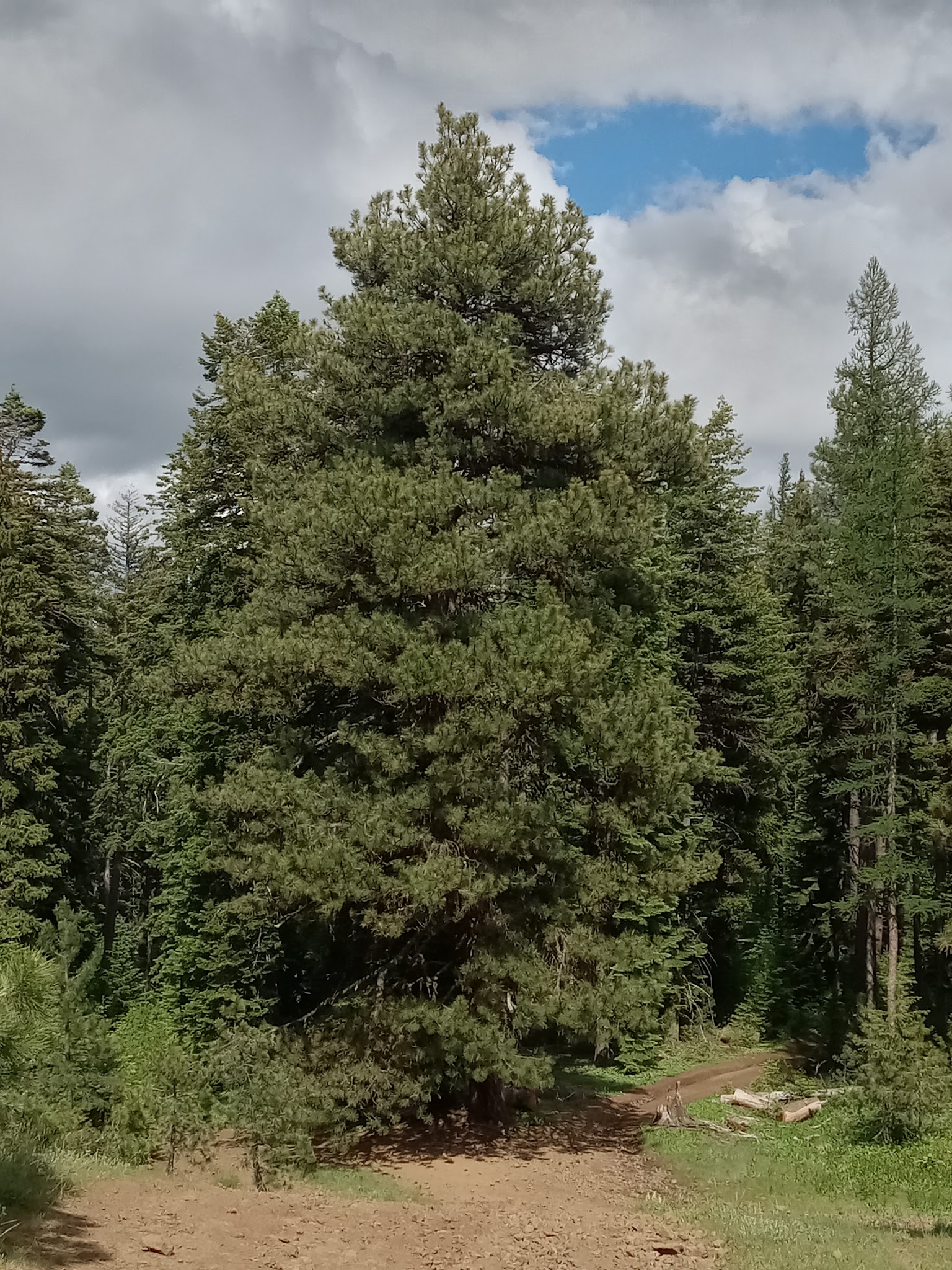 Alder Thicket Campground