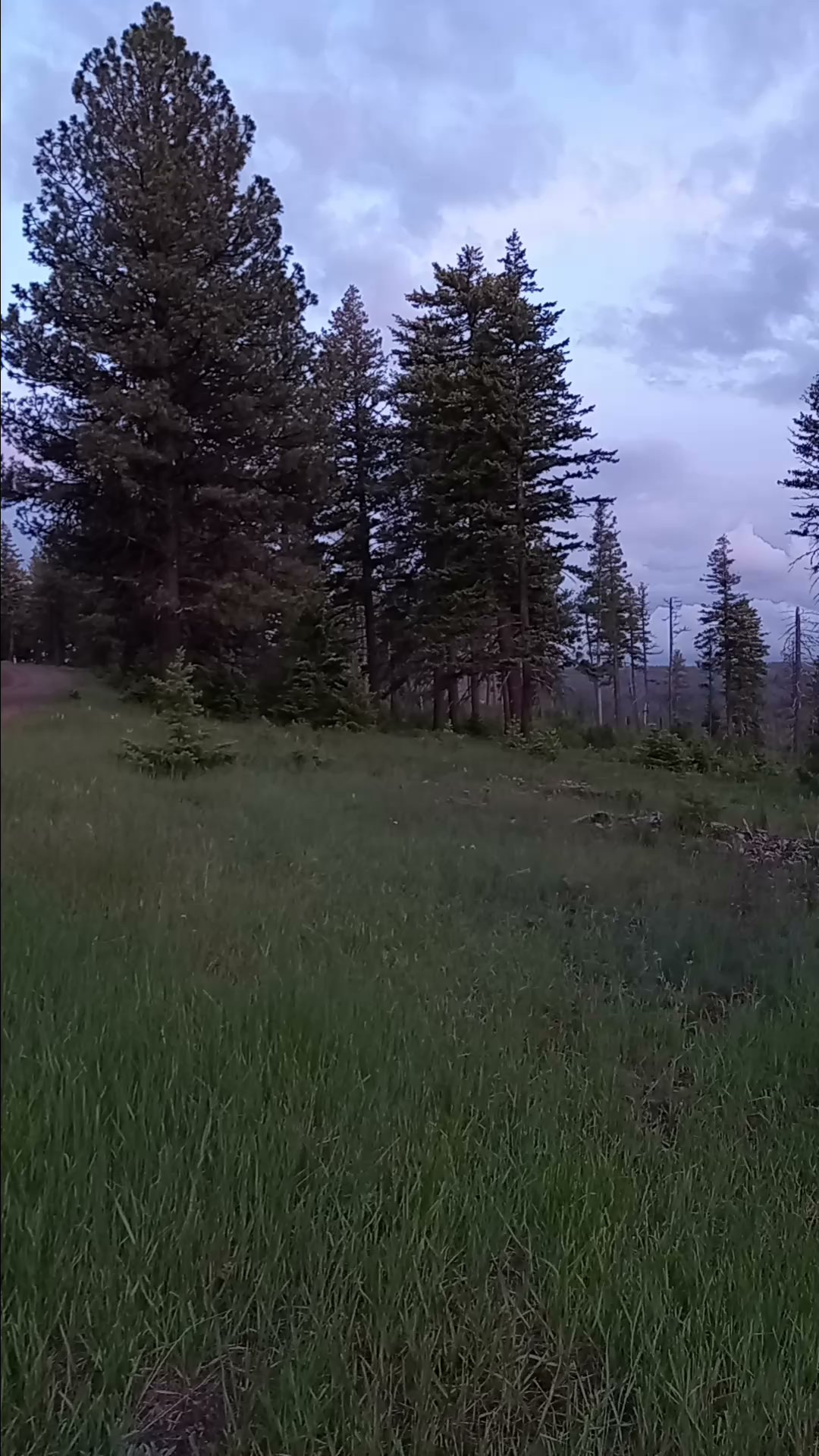 Alder Thicket Campground