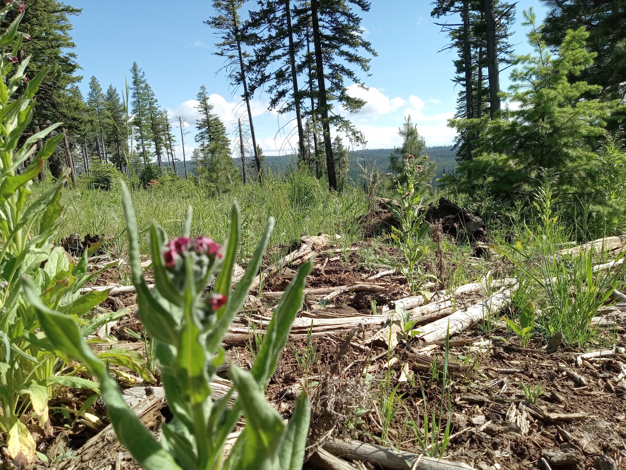 Alder Thicket Campground
