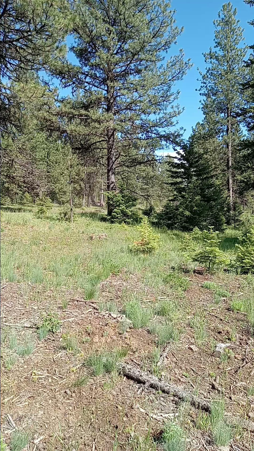 Alder Thicket Campground