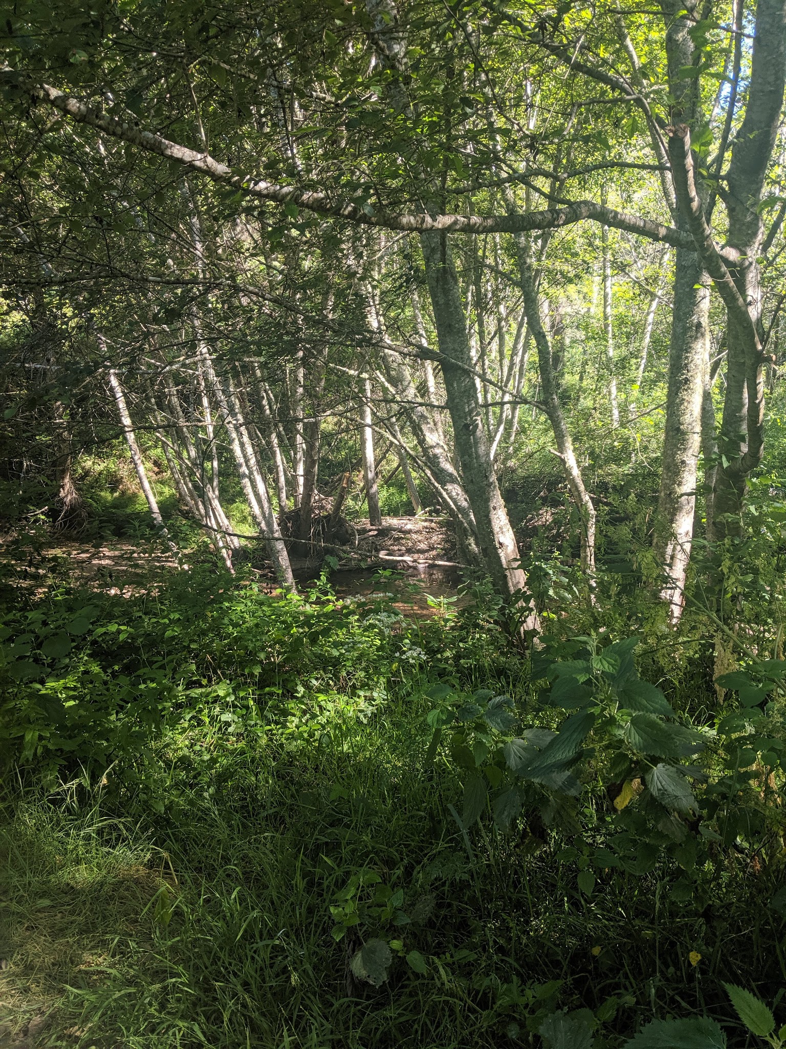 Alder Trail Campground