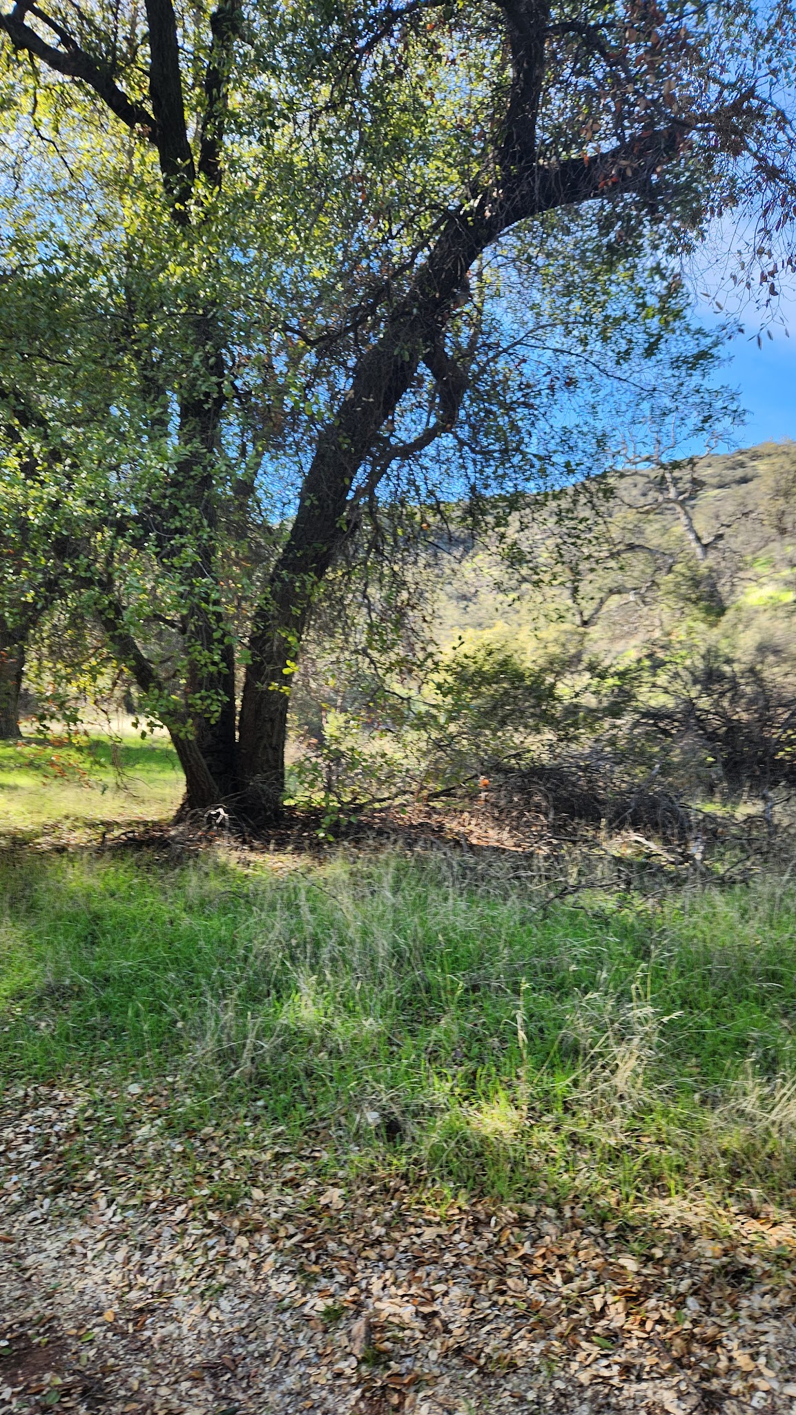 Aliso Park Campground