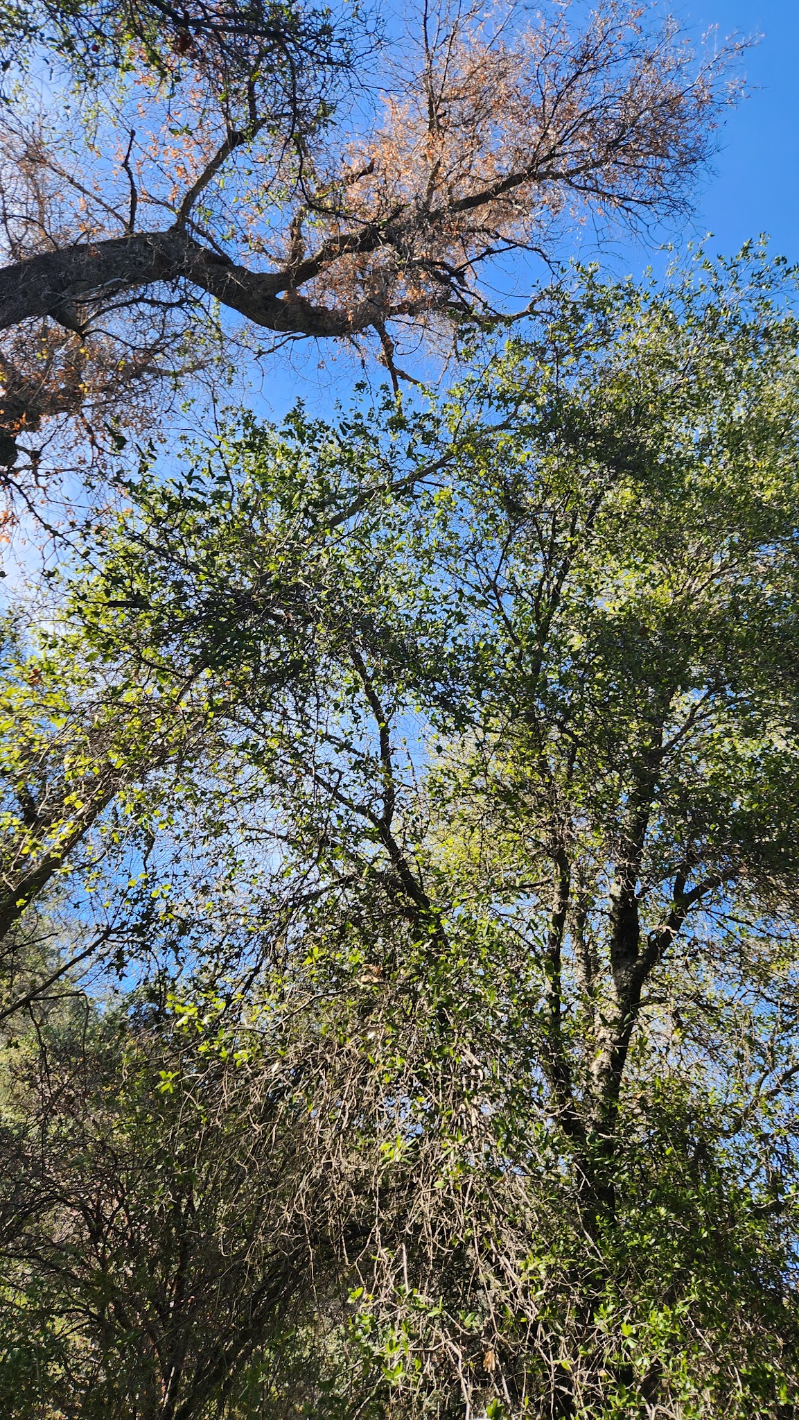 Aliso Park Campground