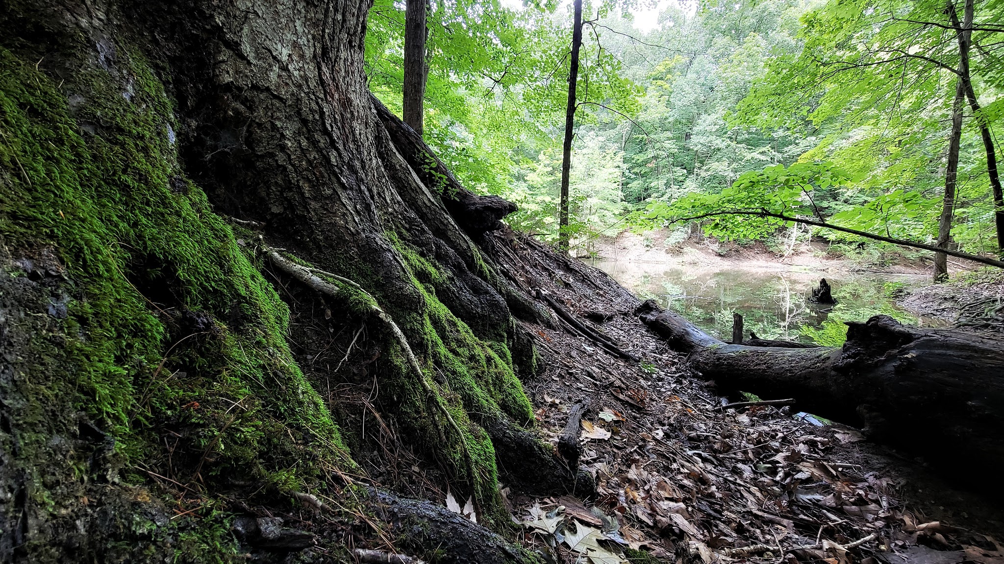 Alum Creek Equestrian Campground