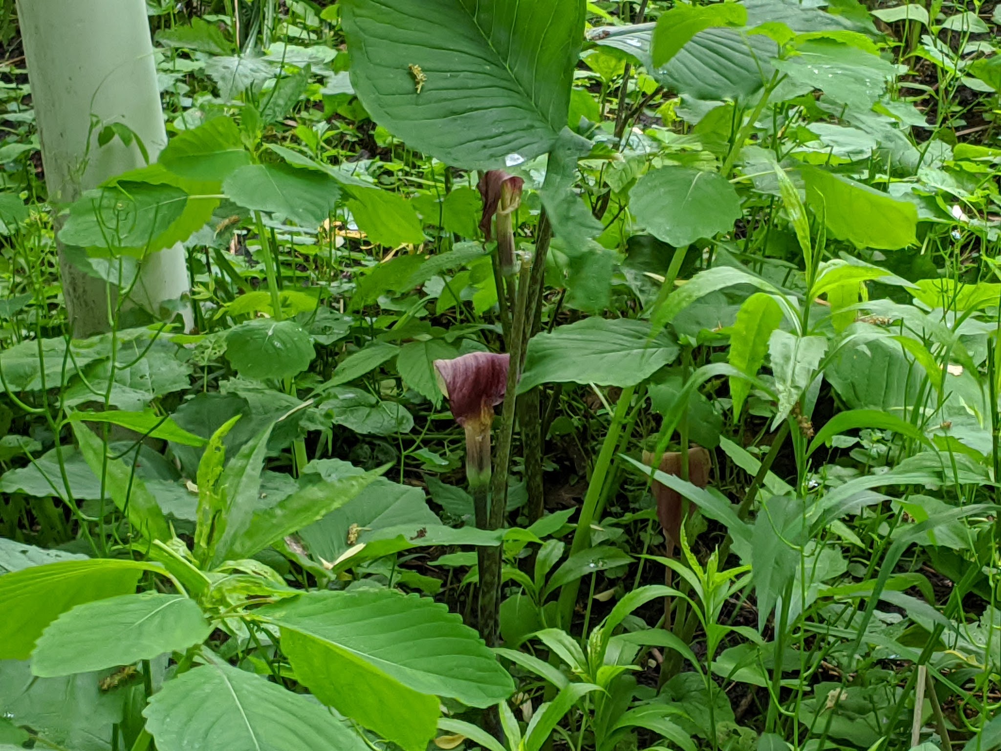 Ambrose A. Call State Park