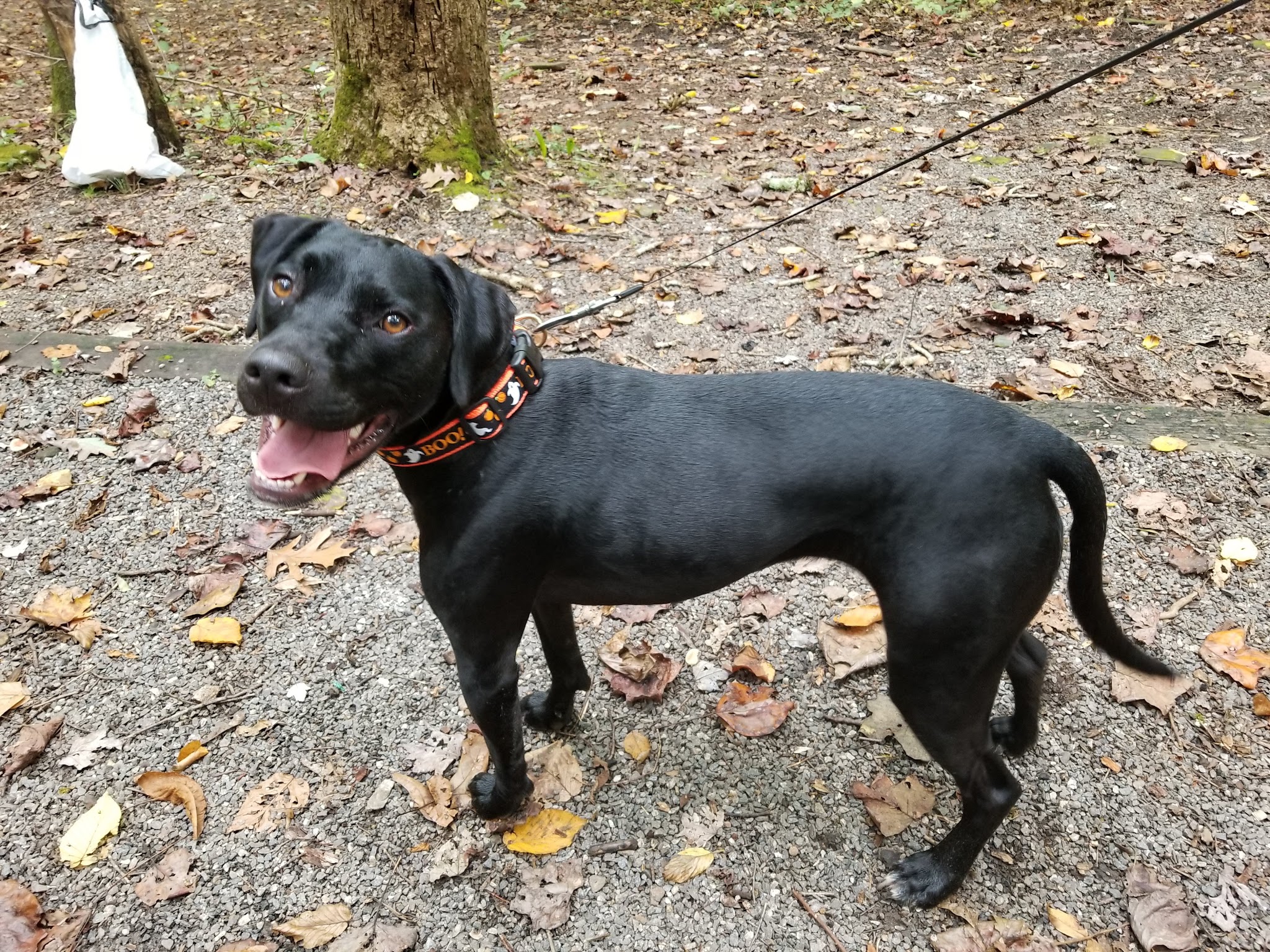 Andrews Cove Campground