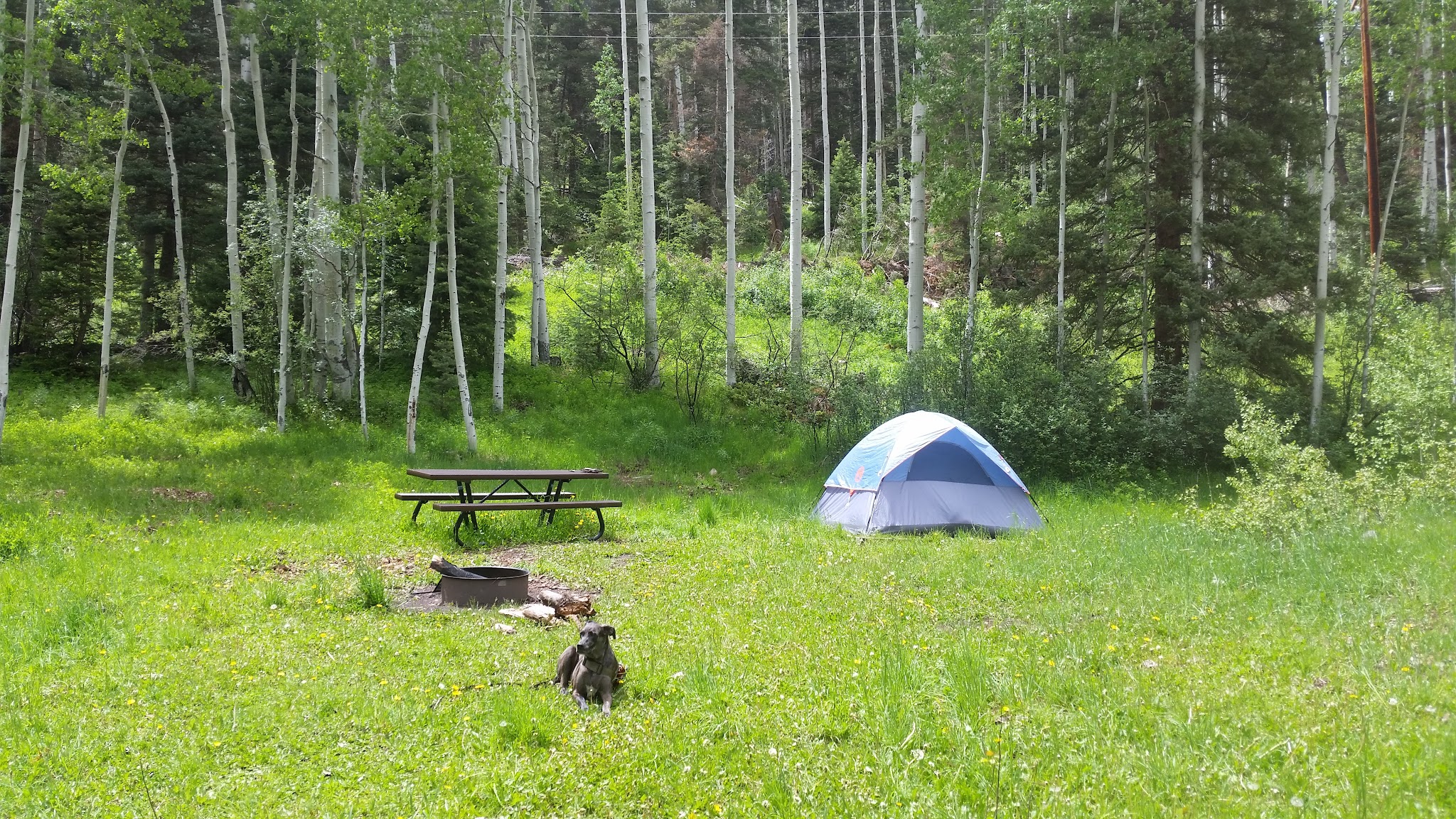 Angel Creek Campground - Ouray Rd