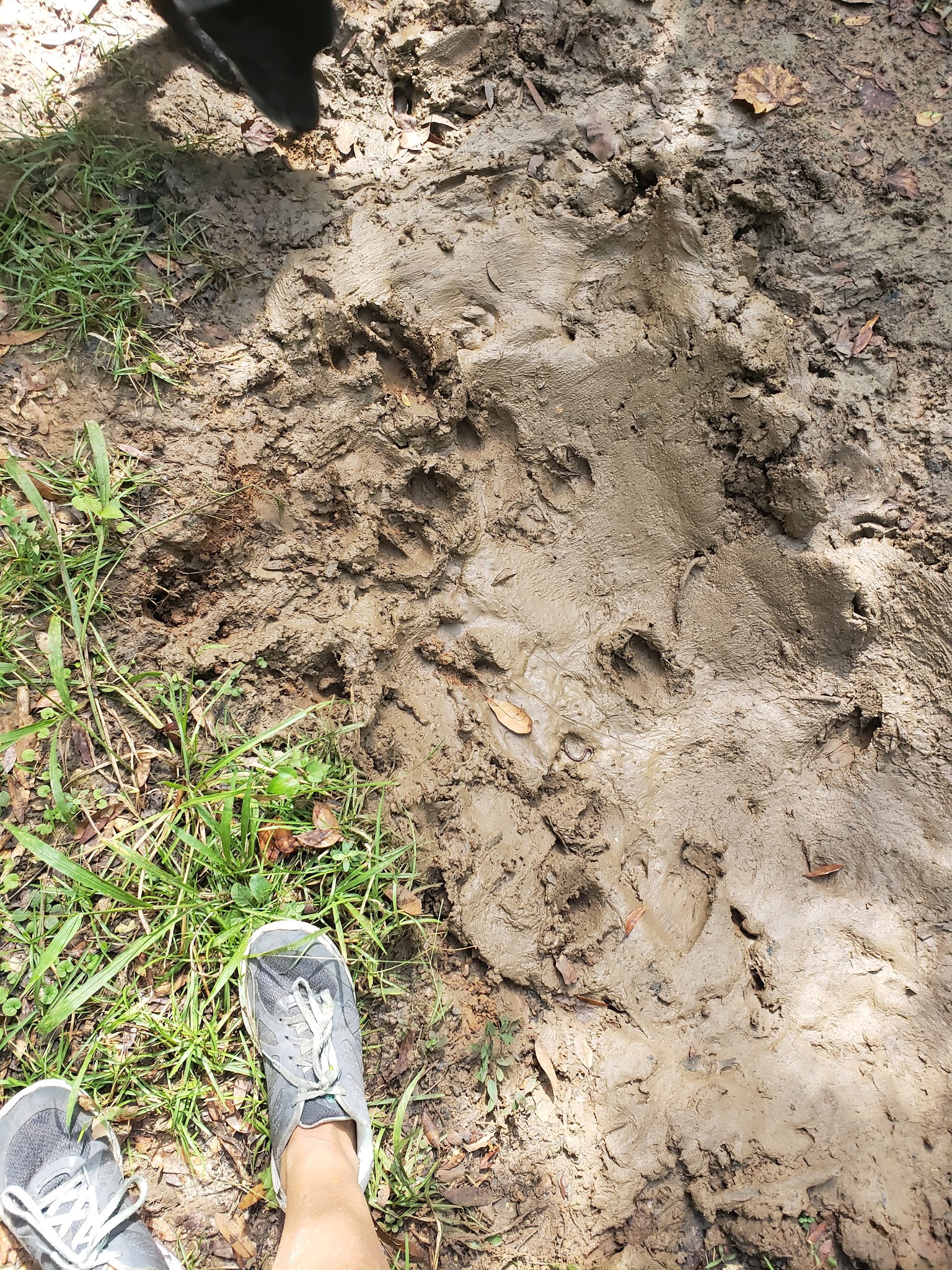 Annutteliga Hammock Unit Primitive Camp Zone