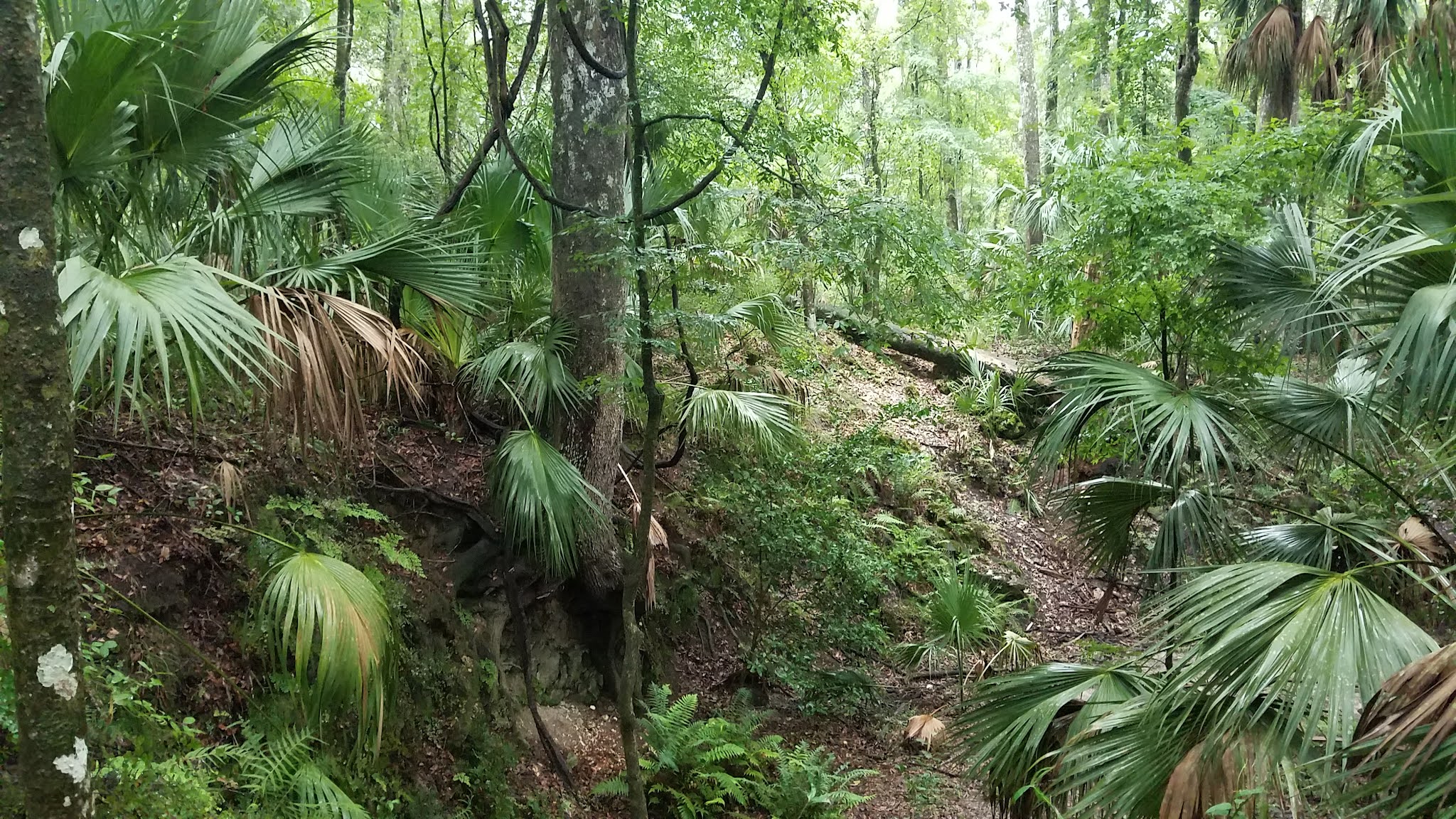 Annutteliga Hammock Unit Primitive Camp Zone