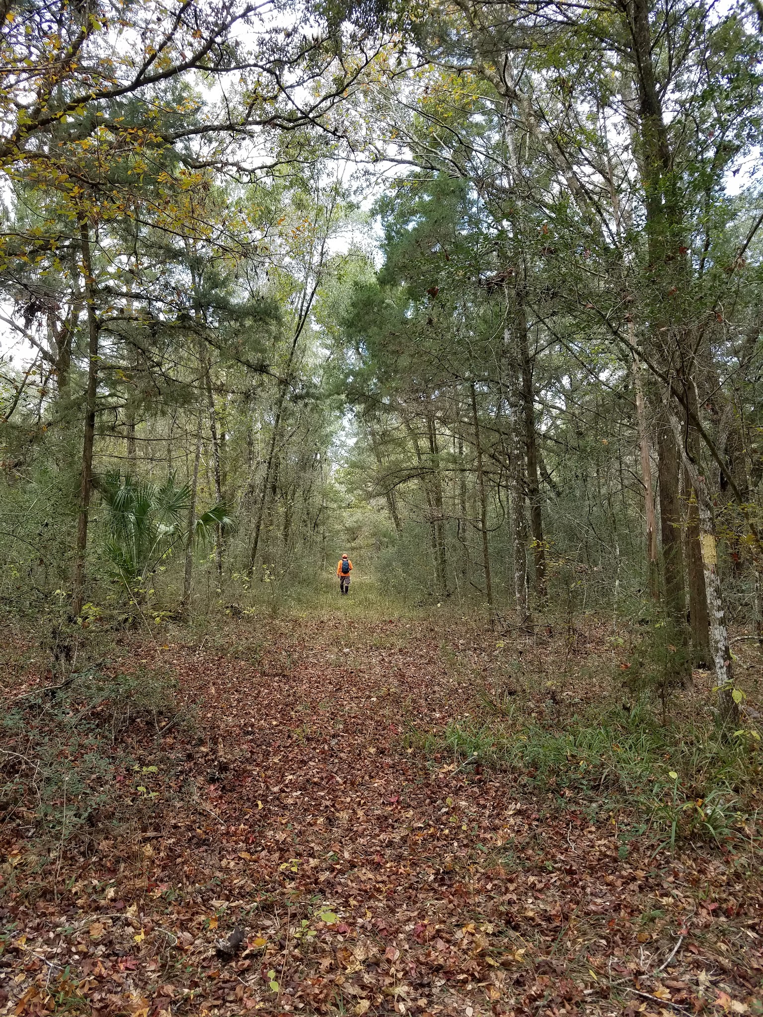 Annutteliga Hammock Unit Primitive Camp Zone