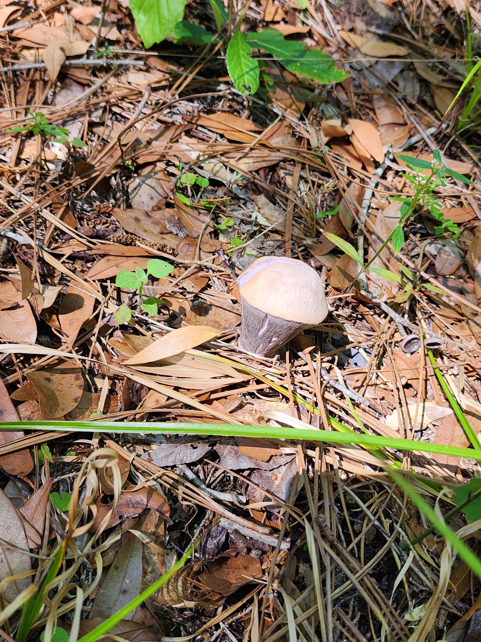 Annutteliga Hammock Unit Primitive Camp Zone