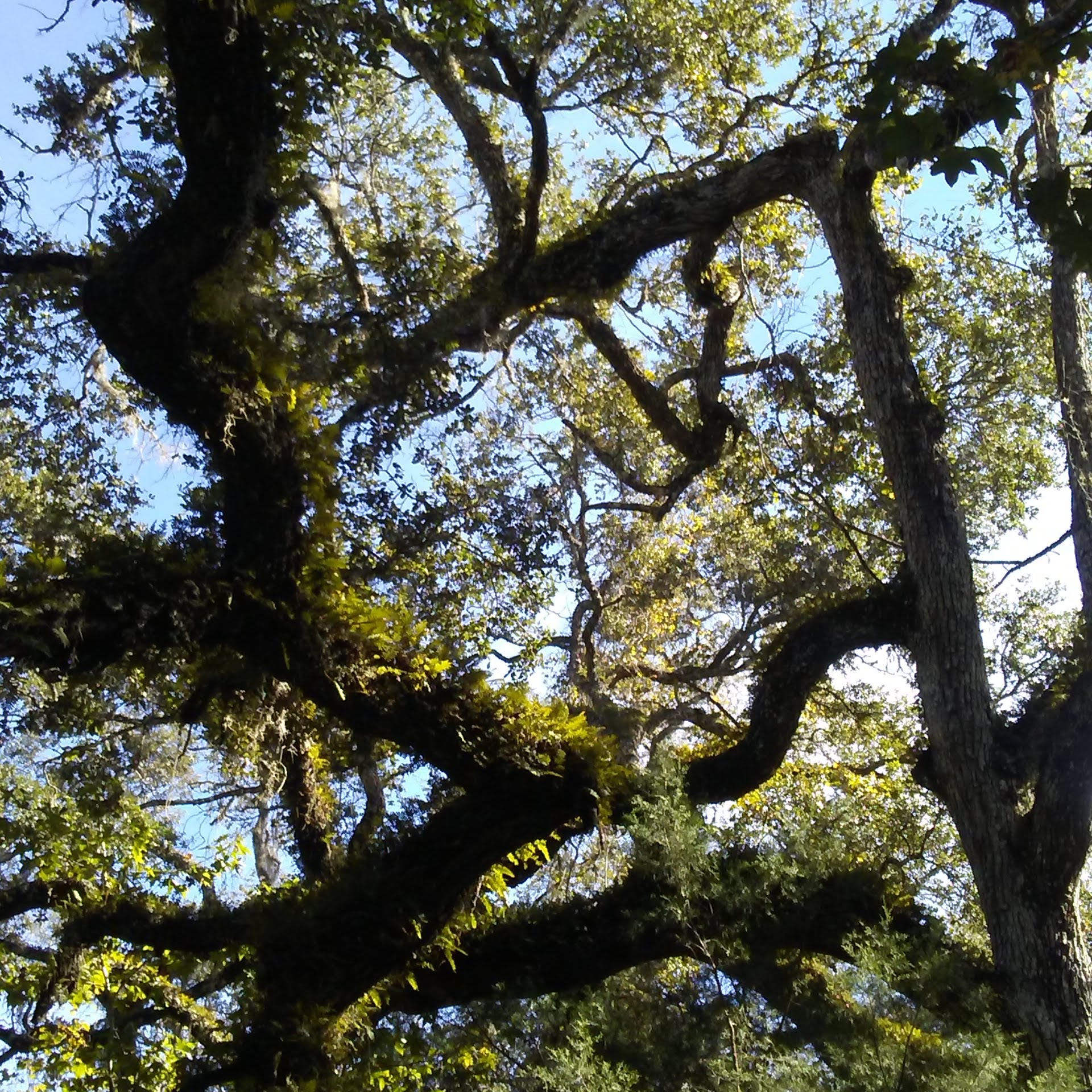 Annutteliga Hammock Unit Primitive Camp Zone