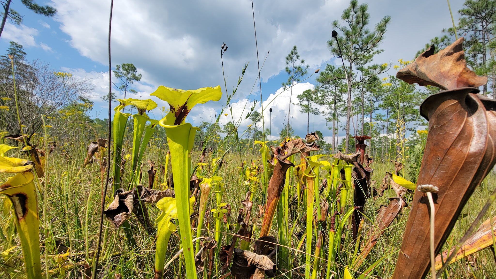 Twin Poles Hunt Camp