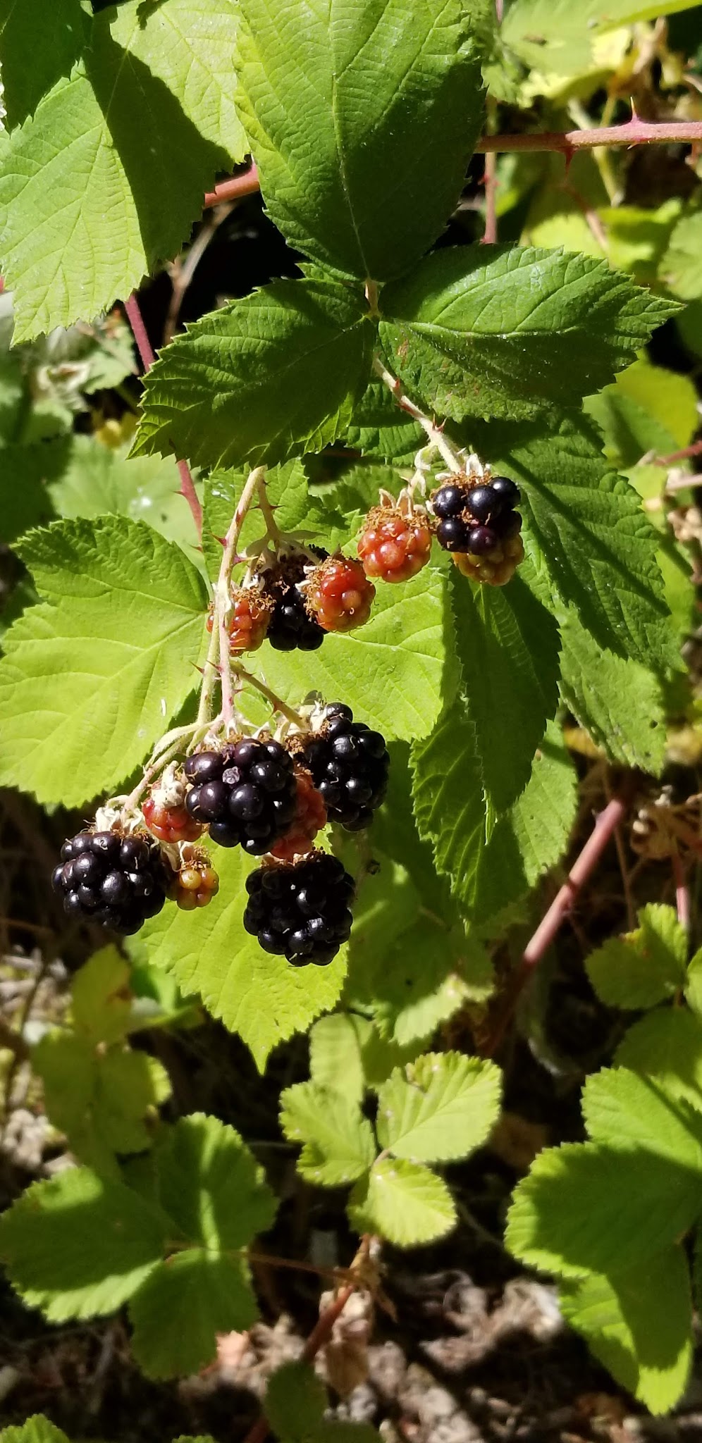 Apple Creek Campground