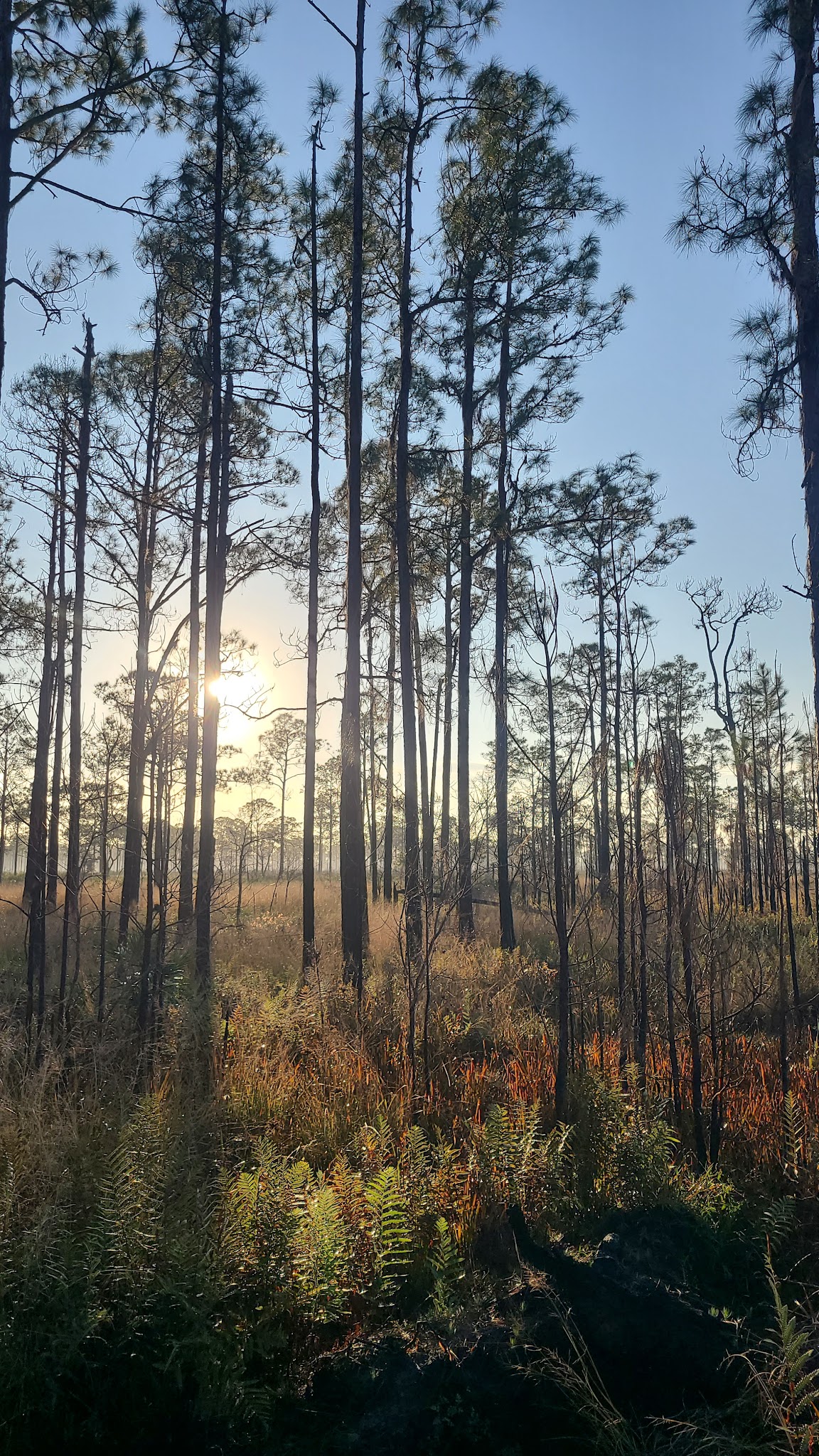 Arbuckle Primitive Hike-In Campsites Lake Wales Ridge State Forest