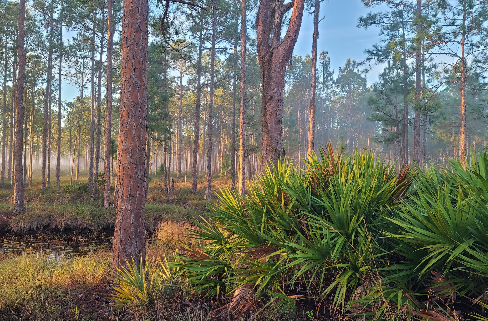 Arbuckle Primitive Hike-In Campsites Lake Wales Ridge State Forest