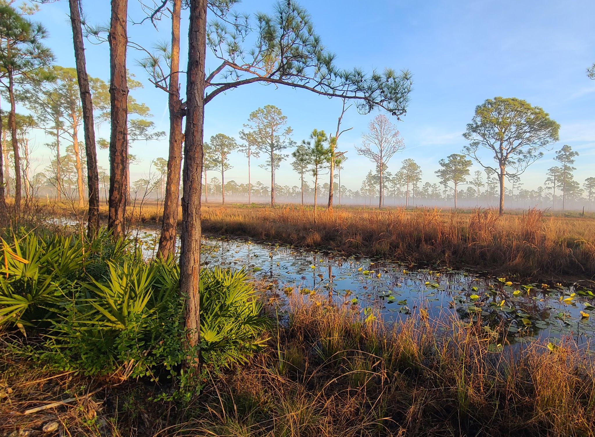 Arbuckle Primitive Hike-In Campsites Lake Wales Ridge State Forest