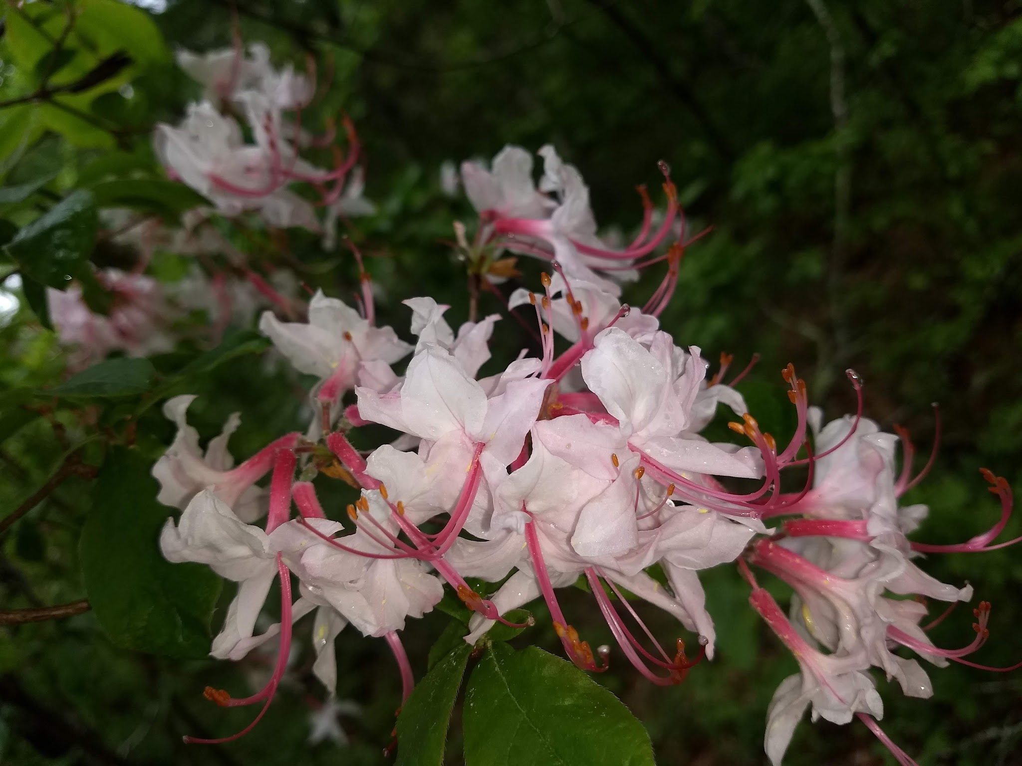 Arcadia Backpack Area
