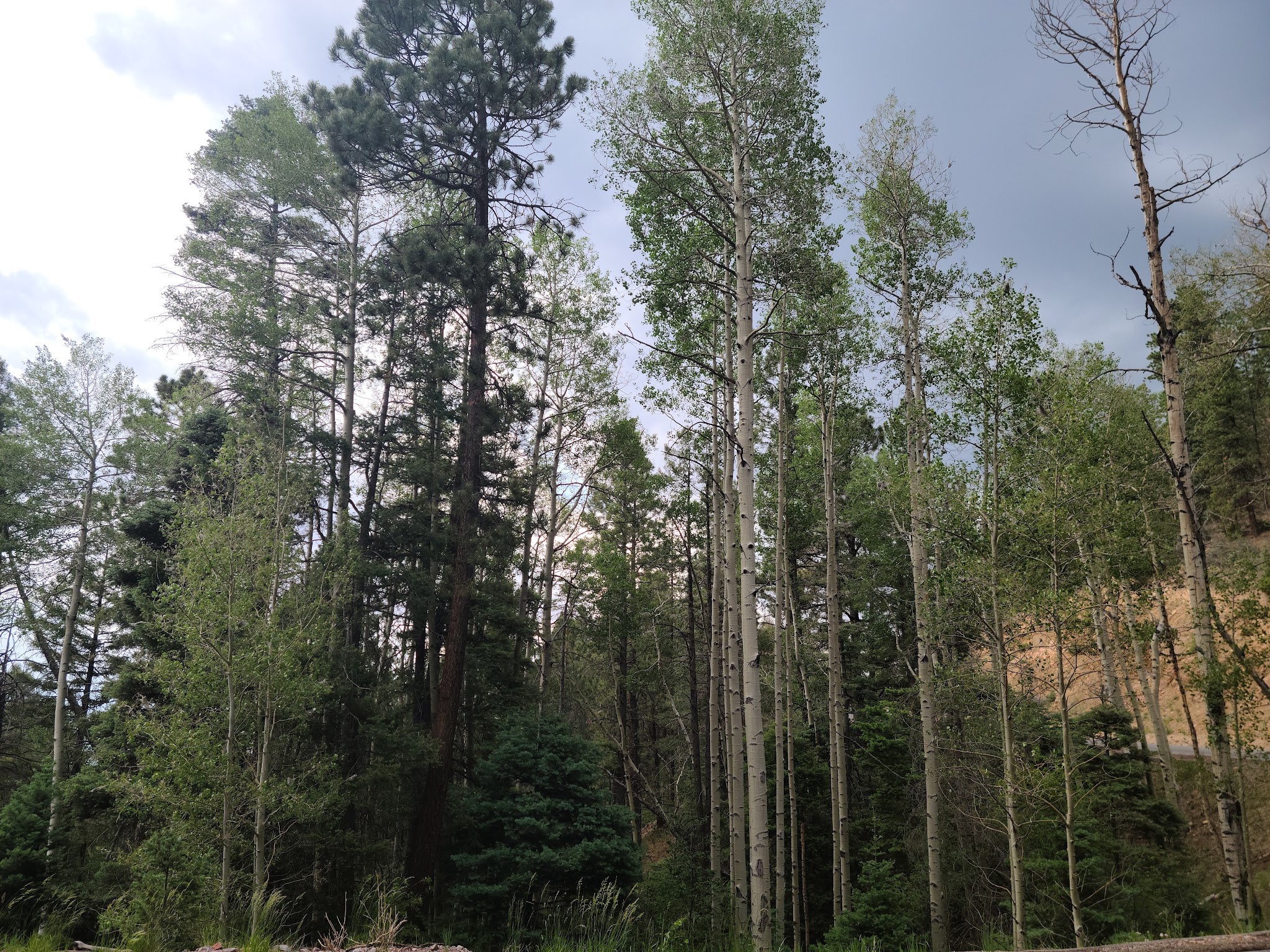 Aspen Basin Campground