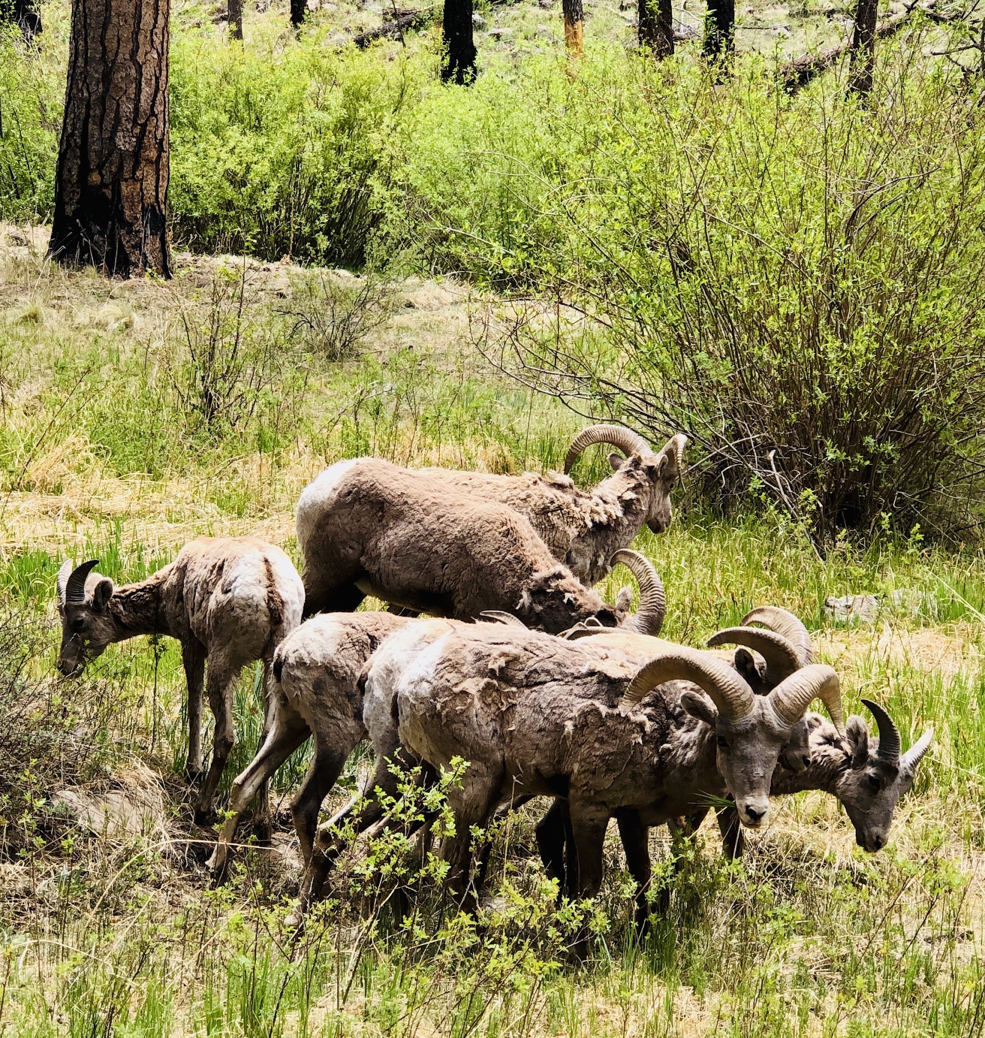 Aspen Campground - East Fork Black River