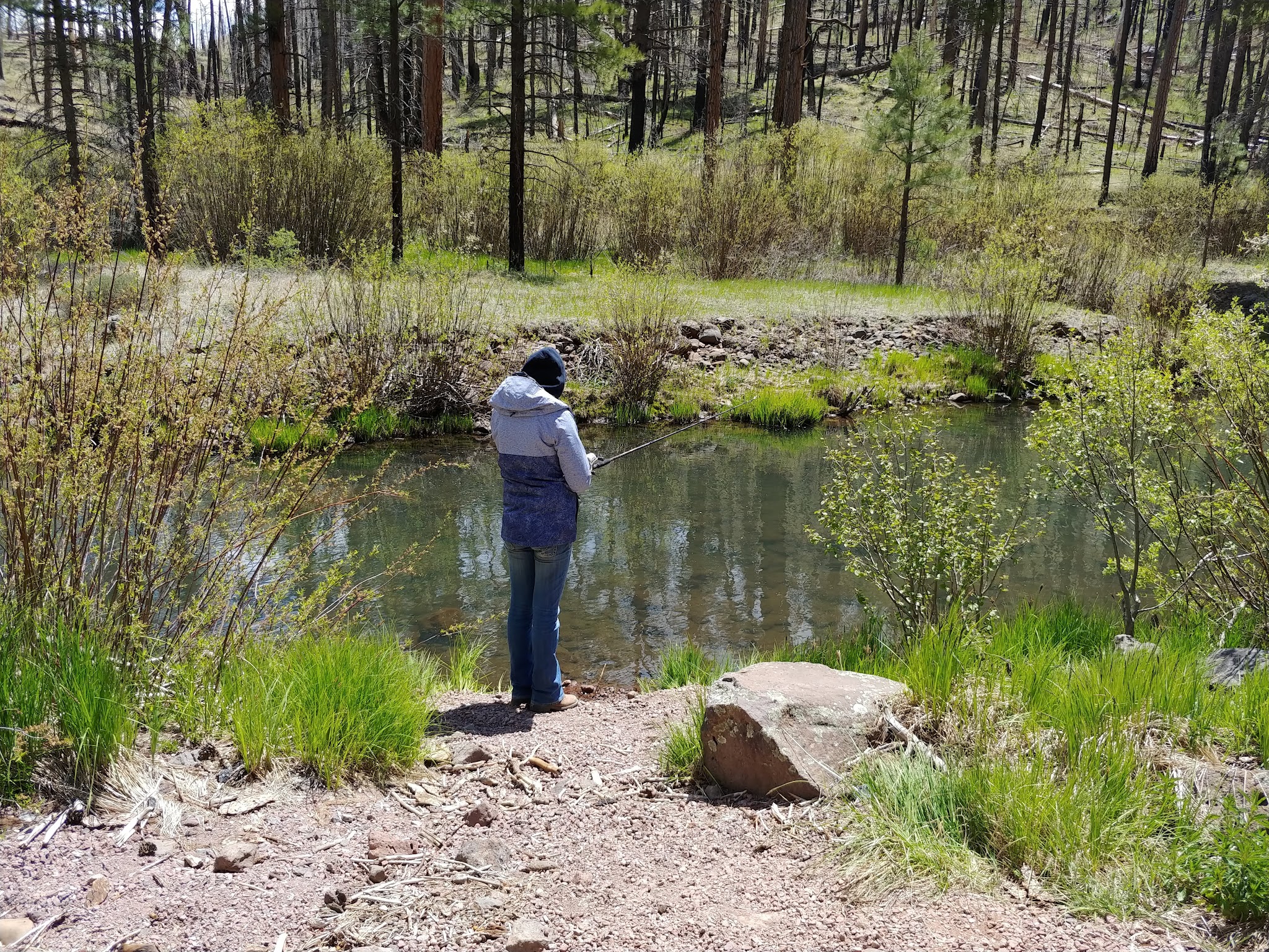 Aspen Campground - East Fork Black River