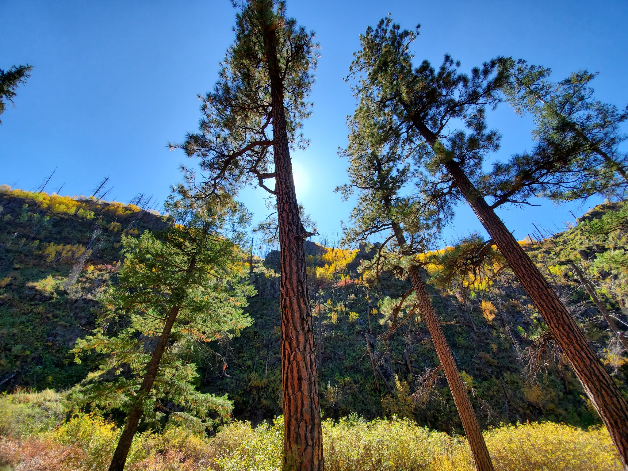 Aspen Campground - East Fork Black River