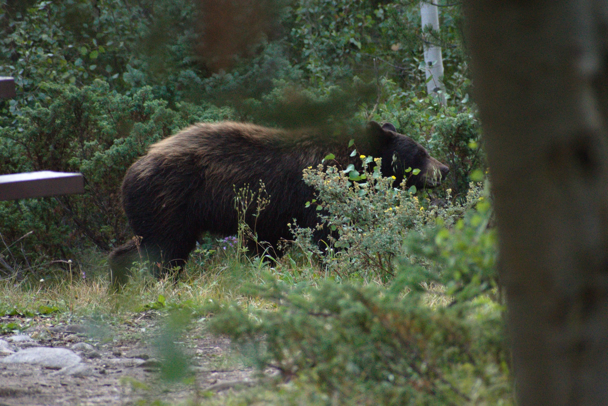 Aspen Glen Campground