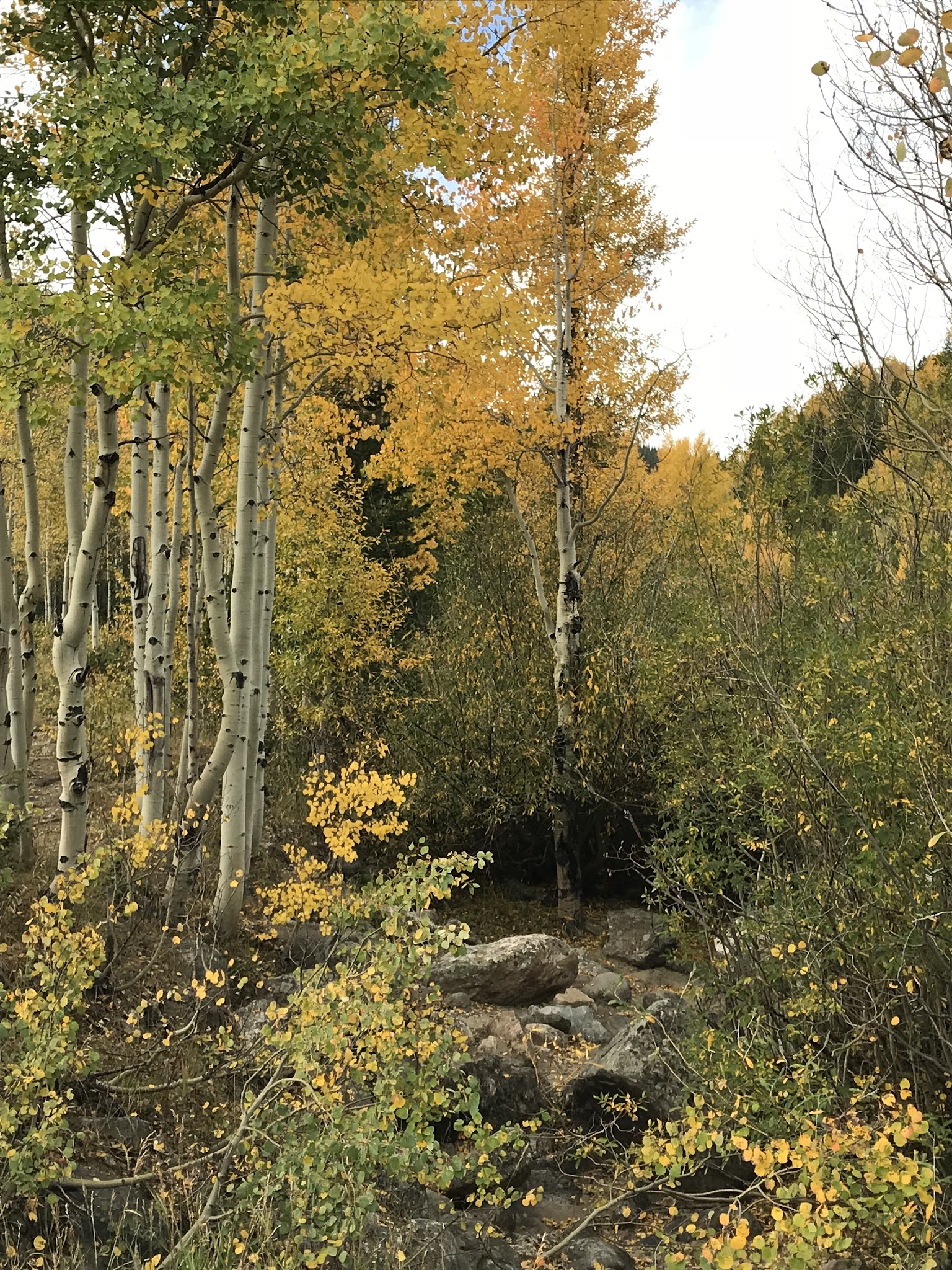 Aspen Glen Campground