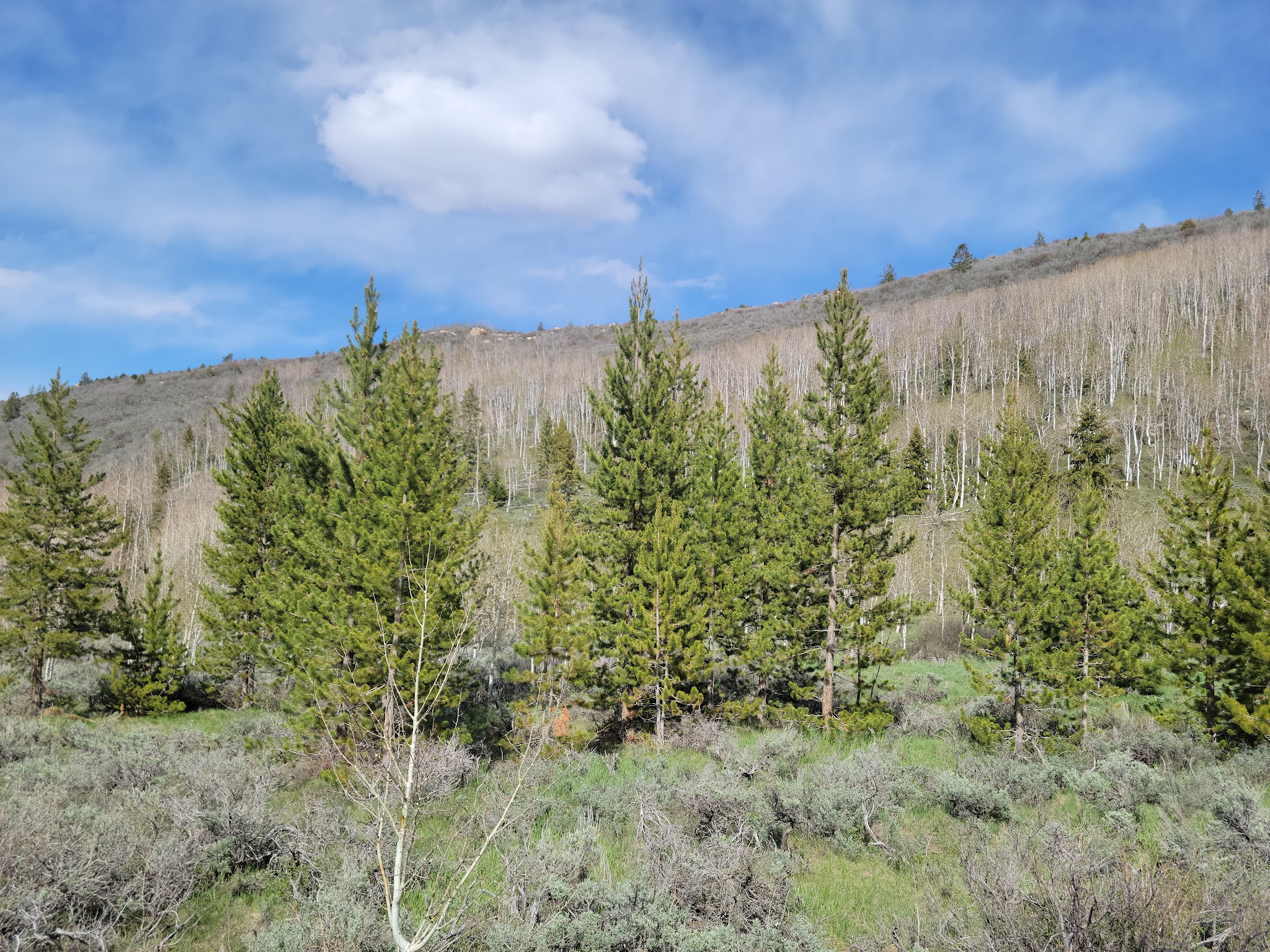 Aspen Grove Campground