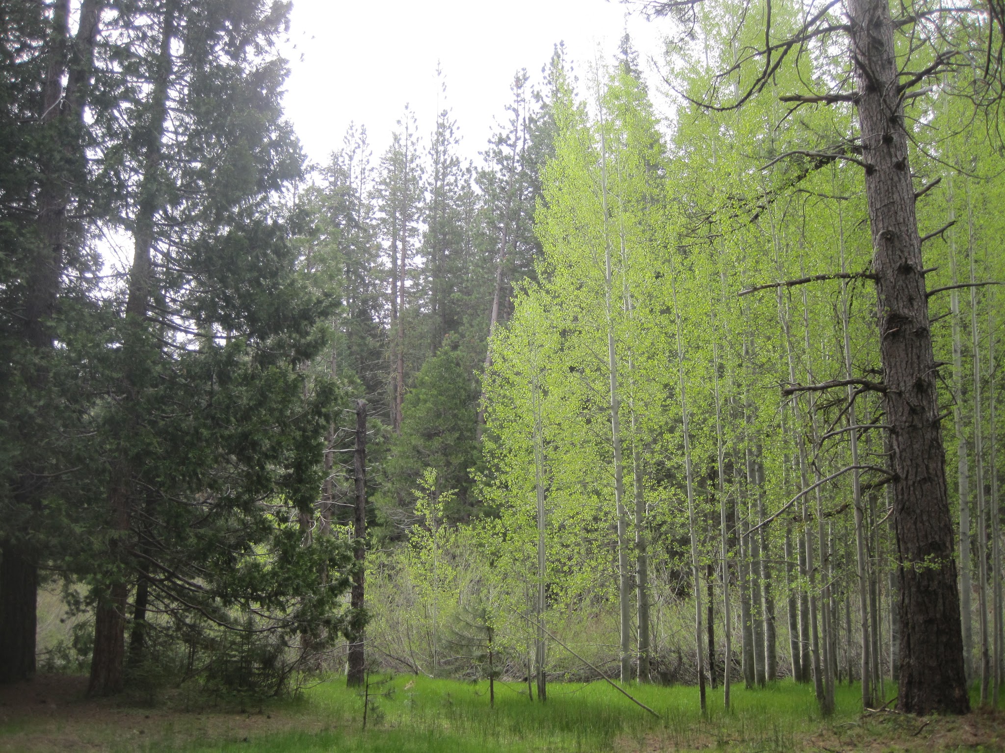 Aspen Hollow Group (Sequoia National Forest, Ca)