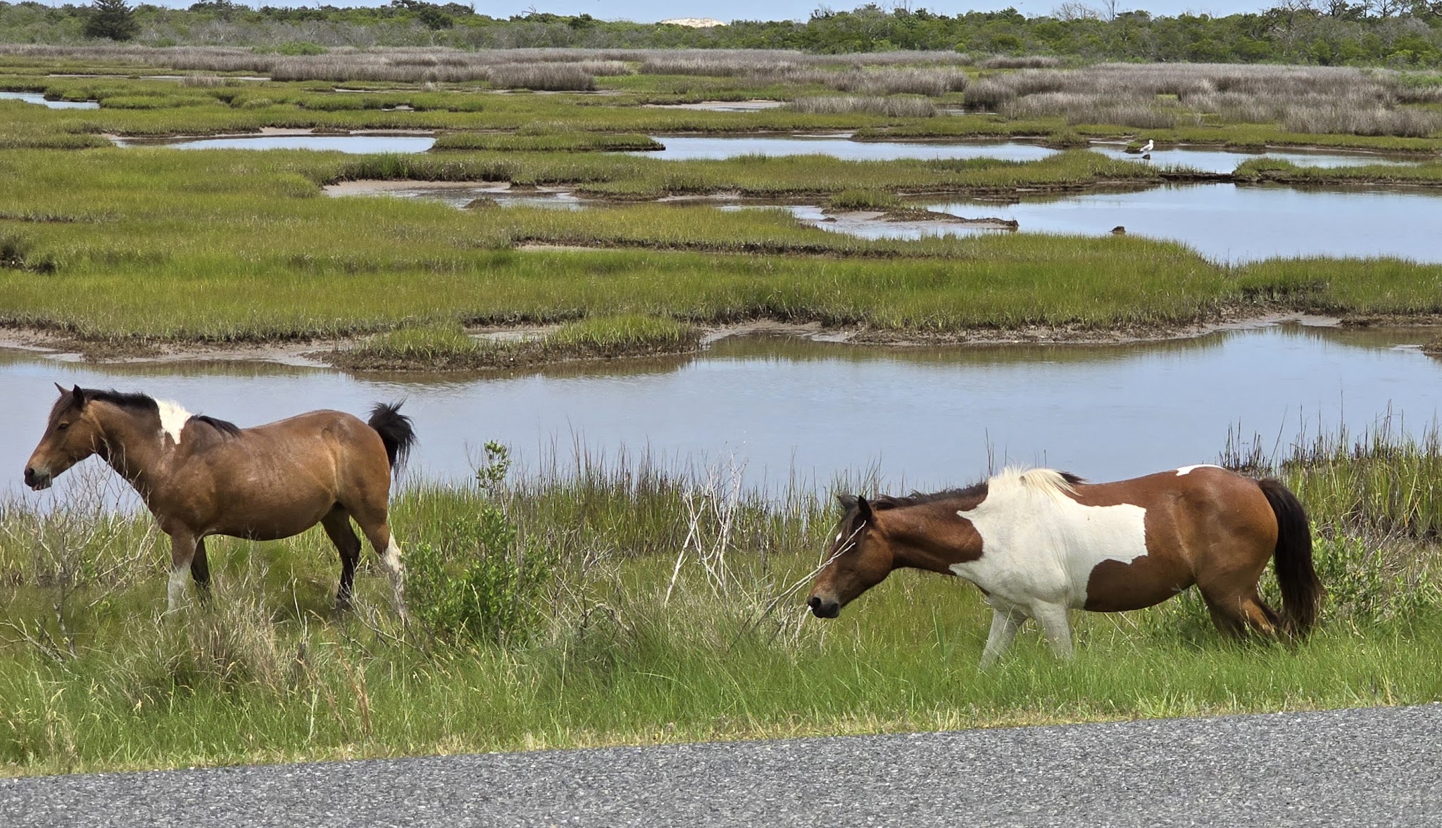 Assateague State Park