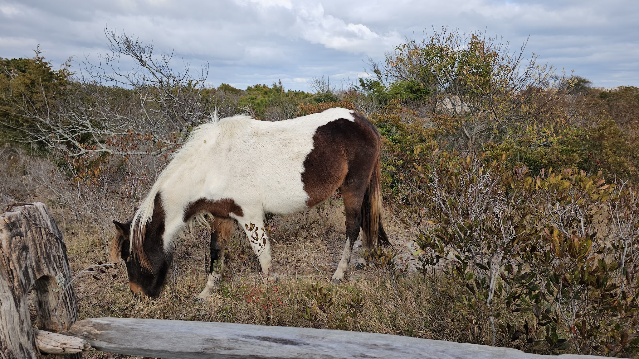 Assateague State Park