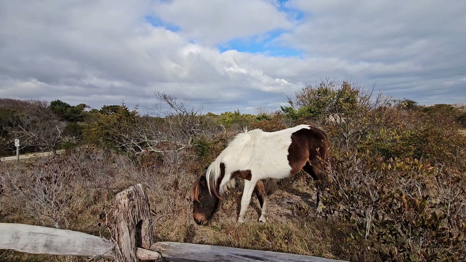 Assateague State Park